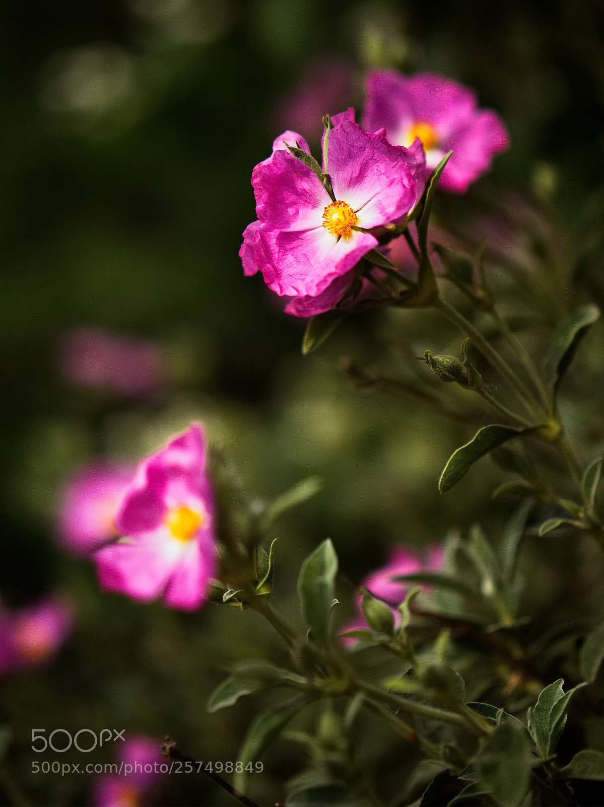 Panasonic Lumix DC-GH5 sample photo. Le printemps dans la photography