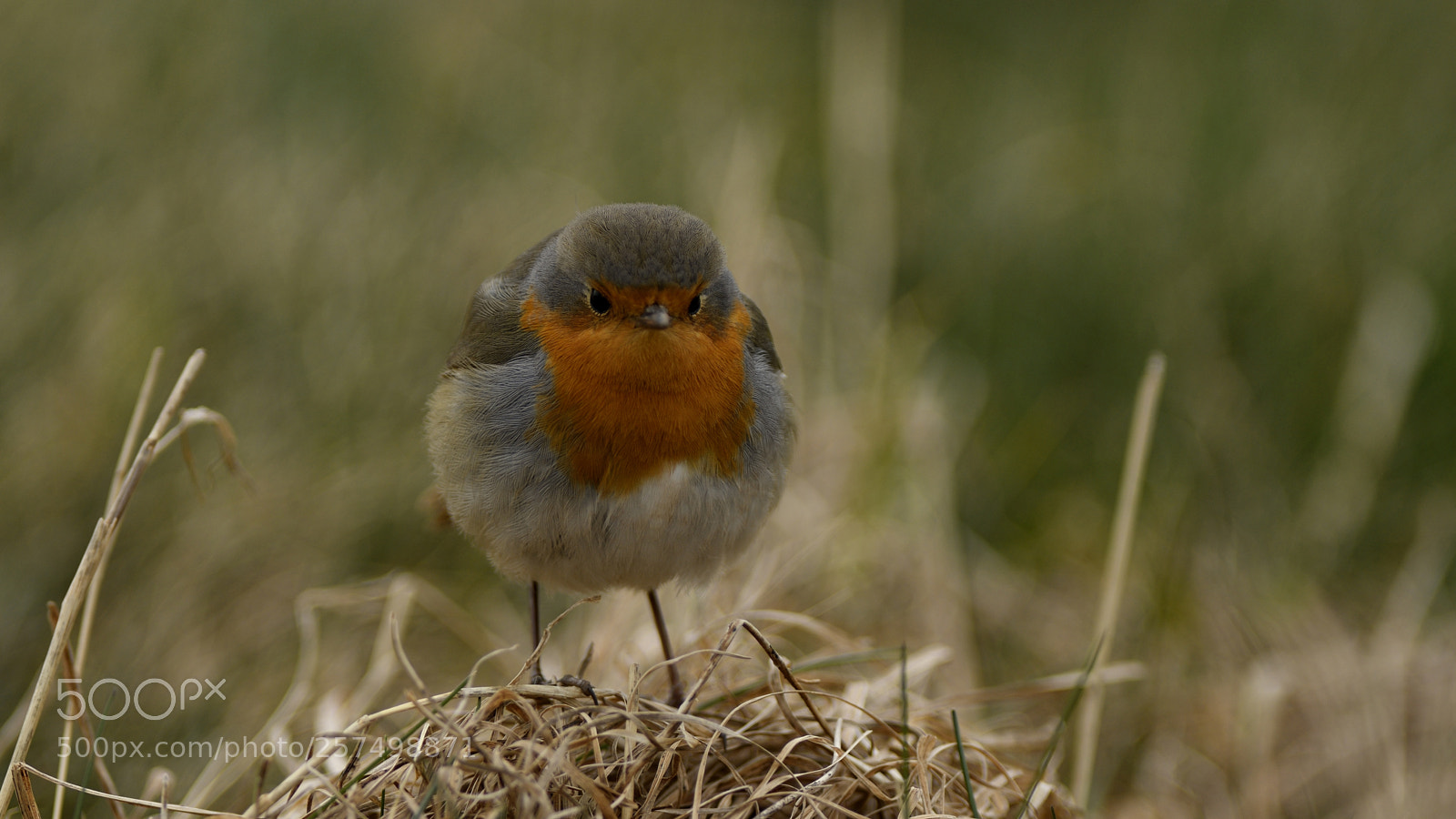 Nikon D500 sample photo. Robin photography