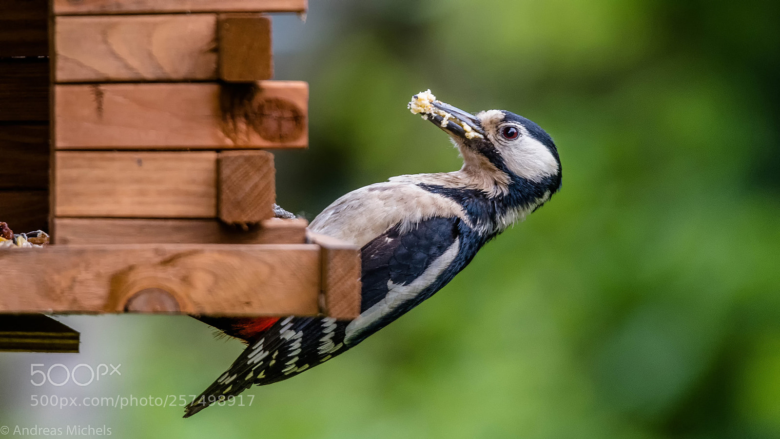 Nikon D500 sample photo. Feed for the offspring. photography