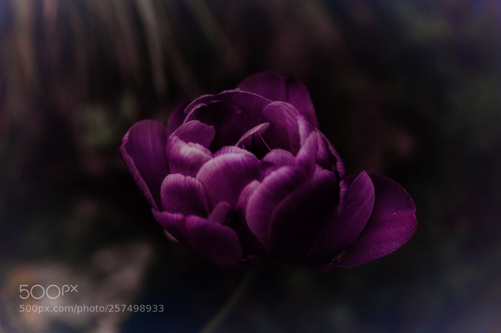 Nikon D4 sample photo. Tender tulip photography