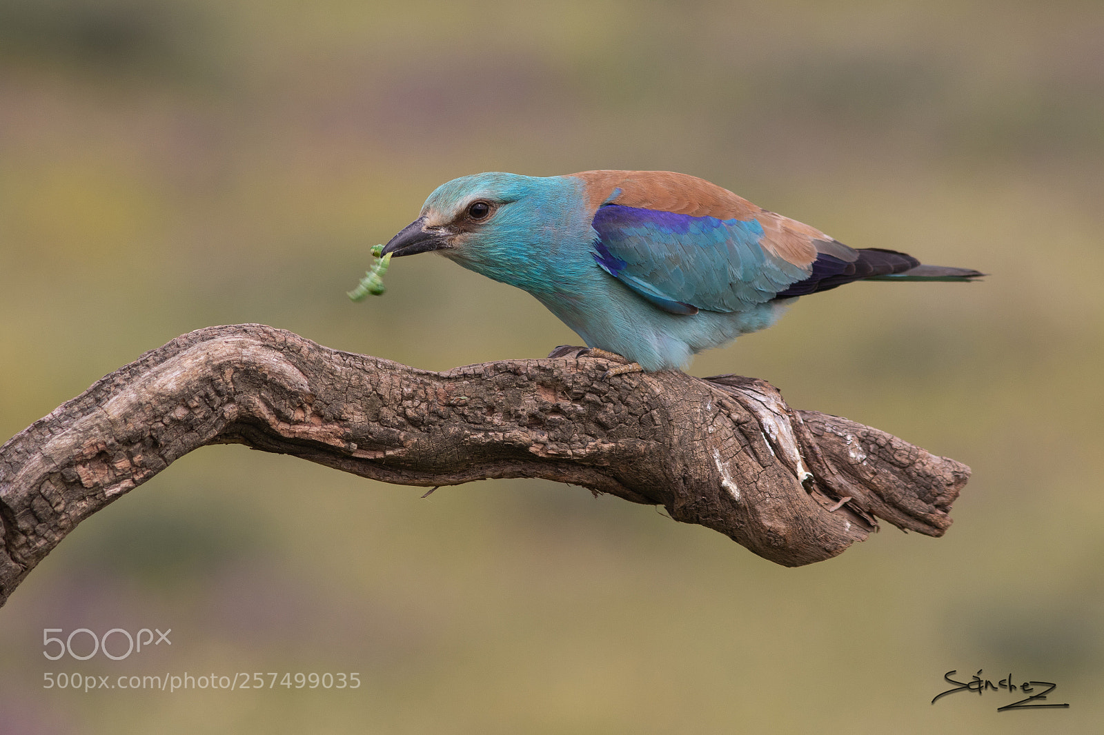 Canon EOS 7D Mark II sample photo. Carraca europea photography