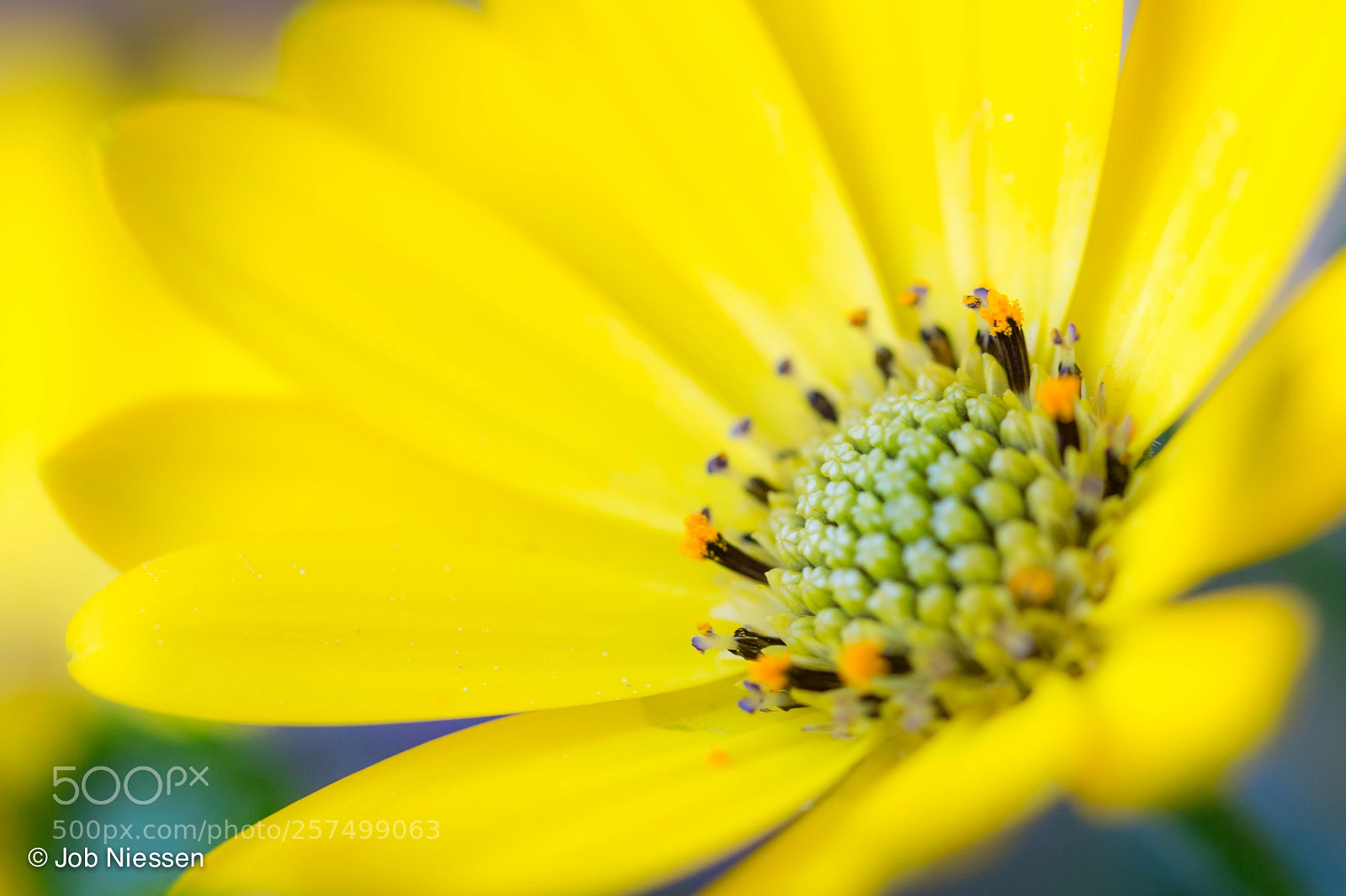 Canon EOS 6D sample photo. Yellow flower photography