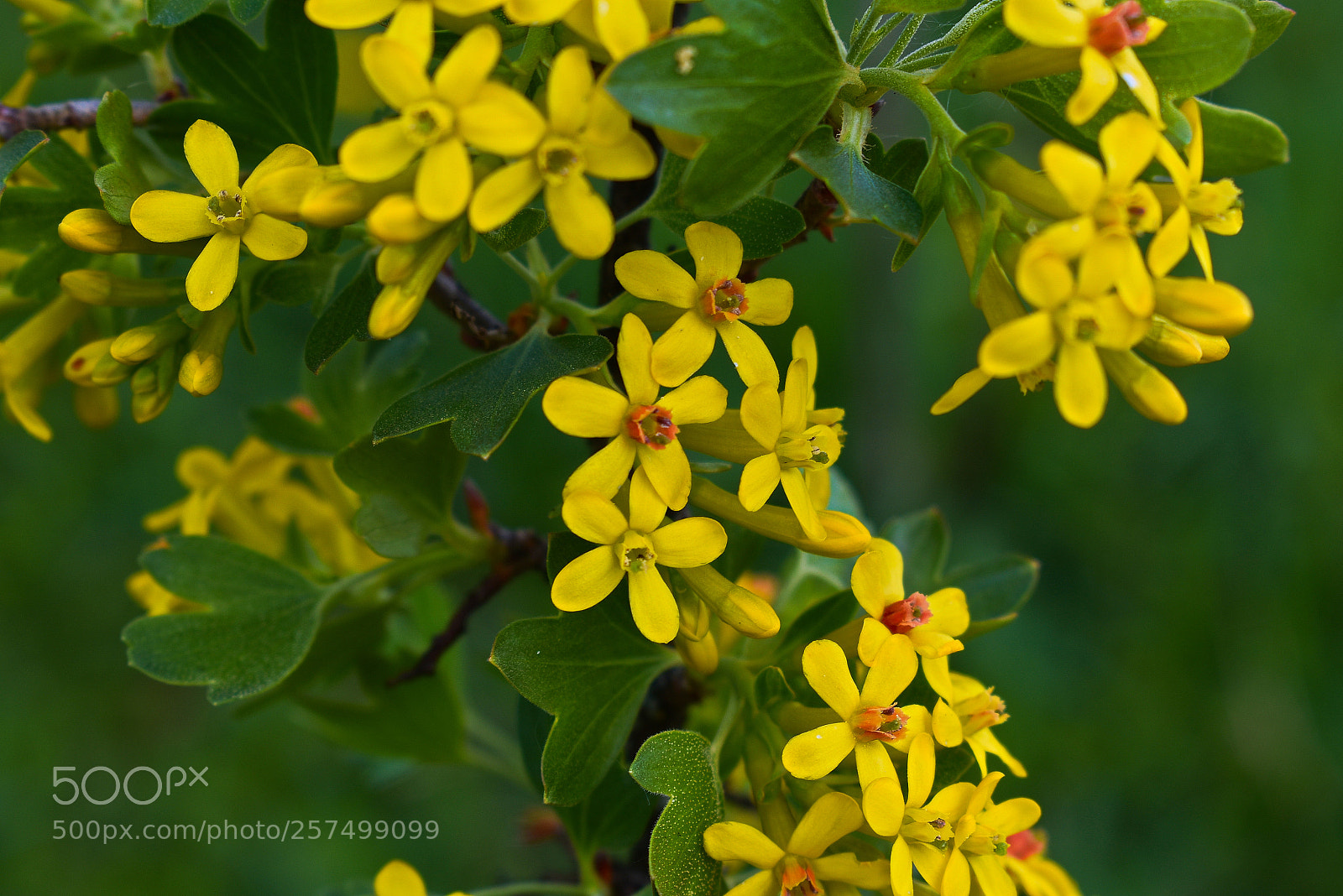 Nikon D3400 sample photo. Желтые цветы photography
