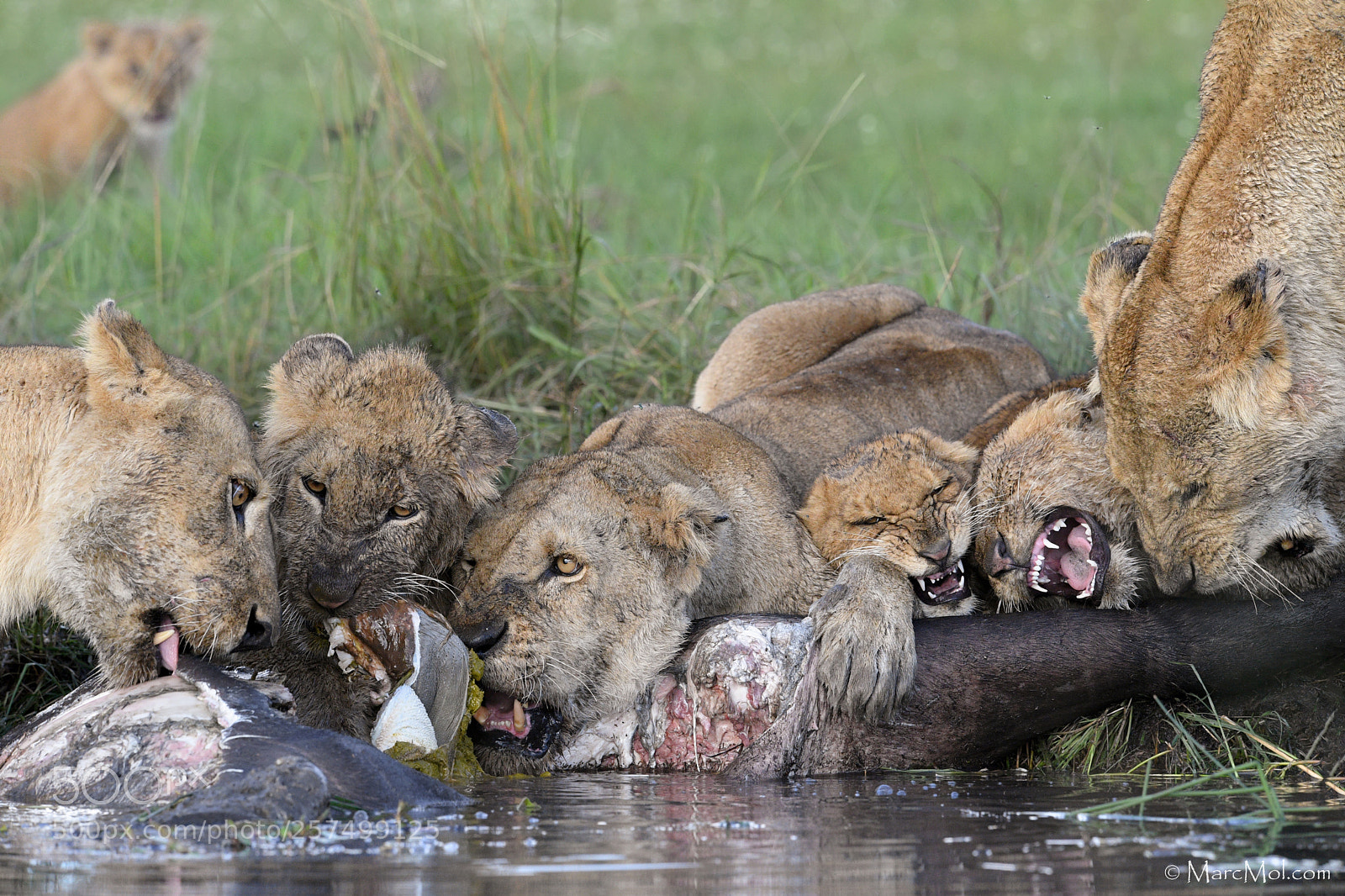 Nikon D5 sample photo. Mealtime melee! photography
