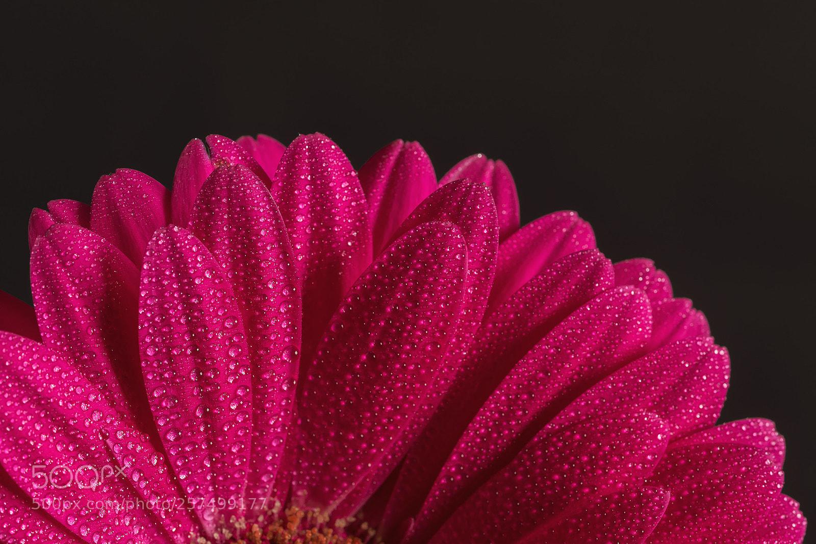 Nikon D7500 sample photo. Dsc photography