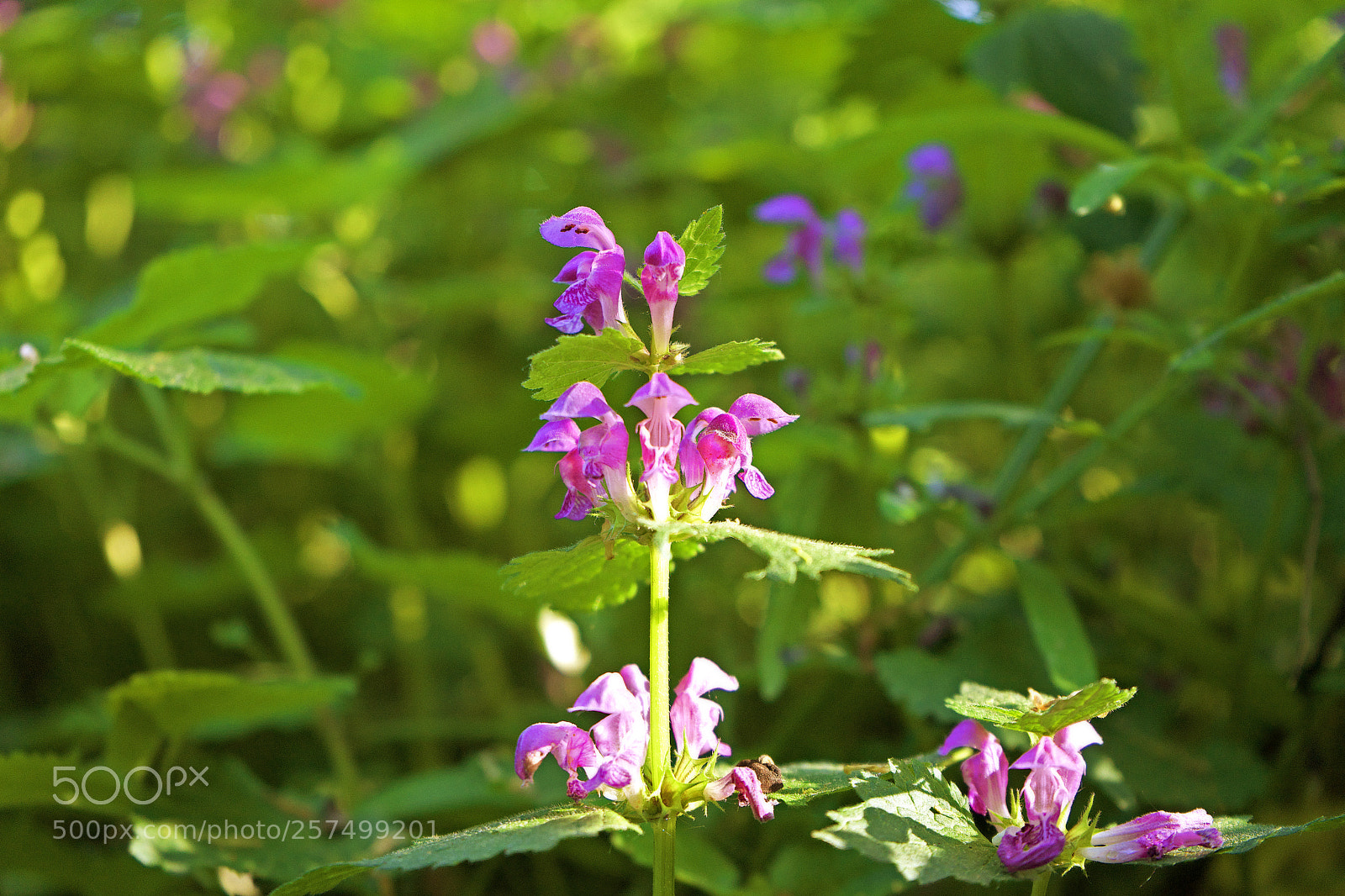 Sony a7 sample photo. Meadow flower photography