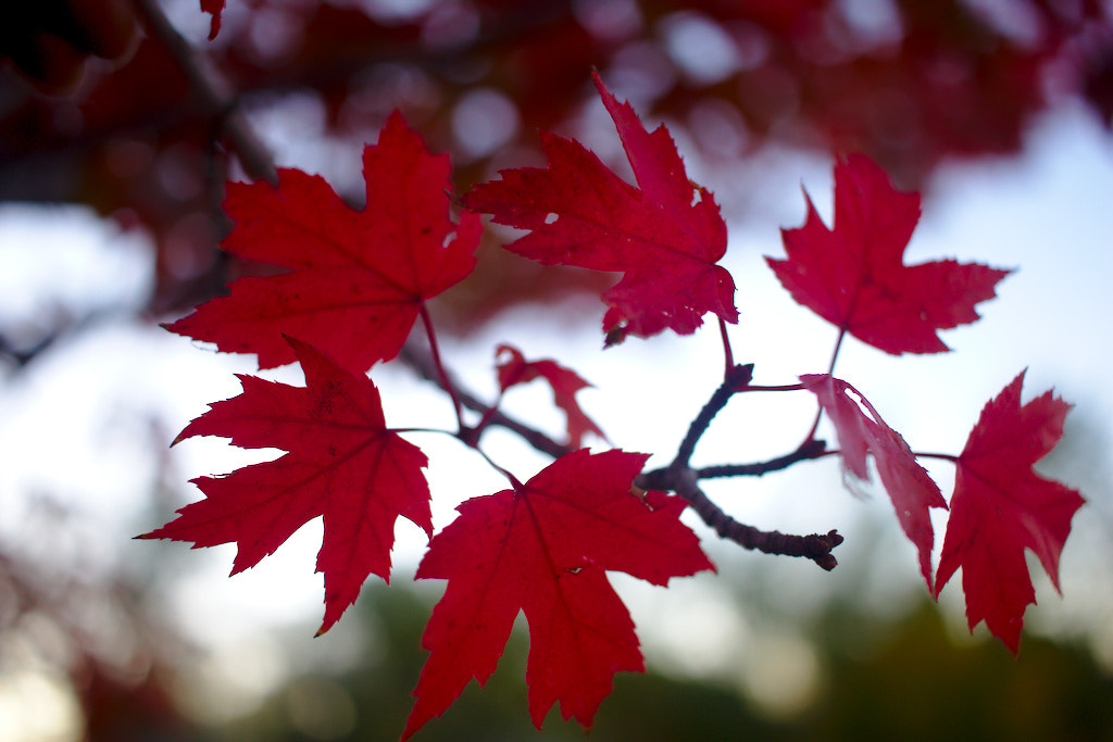 Canon EF-S 24mm F2.8 STM sample photo. Maple leaves photography