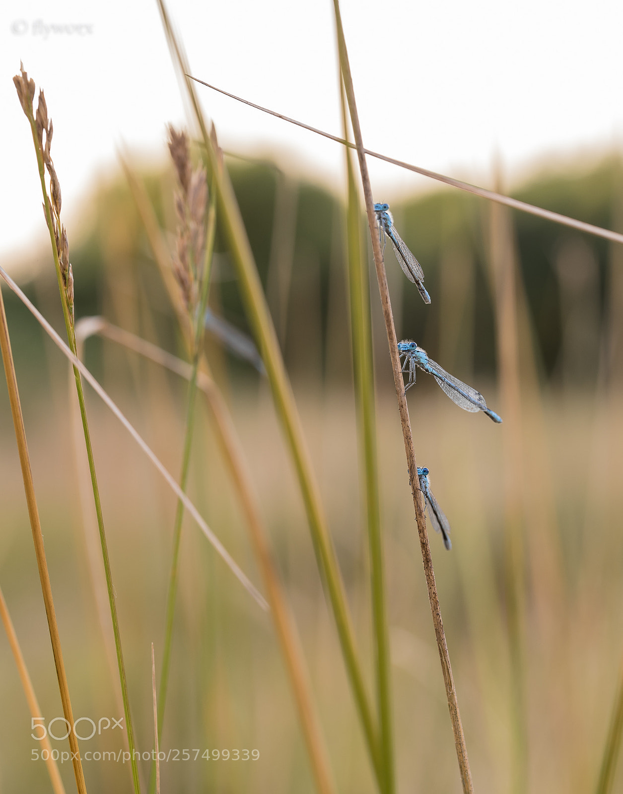Nikon D750 sample photo. Azurjungfern (coenagrion) photography