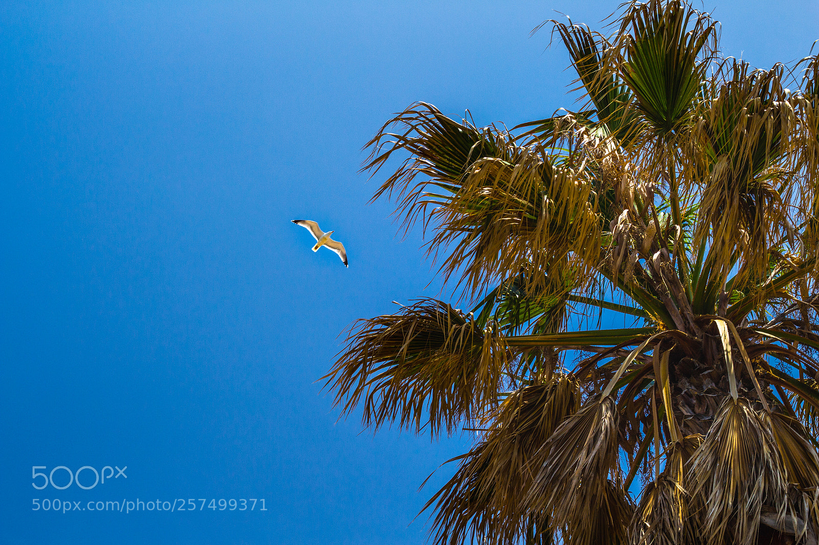 Canon EOS 700D (EOS Rebel T5i / EOS Kiss X7i) sample photo. Seagull and a palm photography
