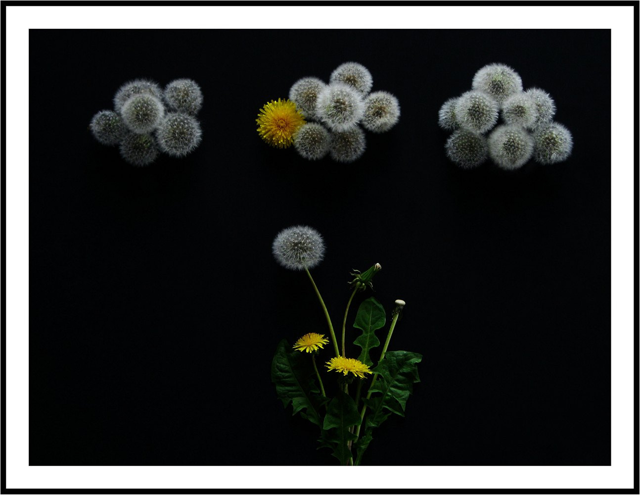 Canon PowerShot A3000 IS sample photo. Dandelion landscape ☺ photography