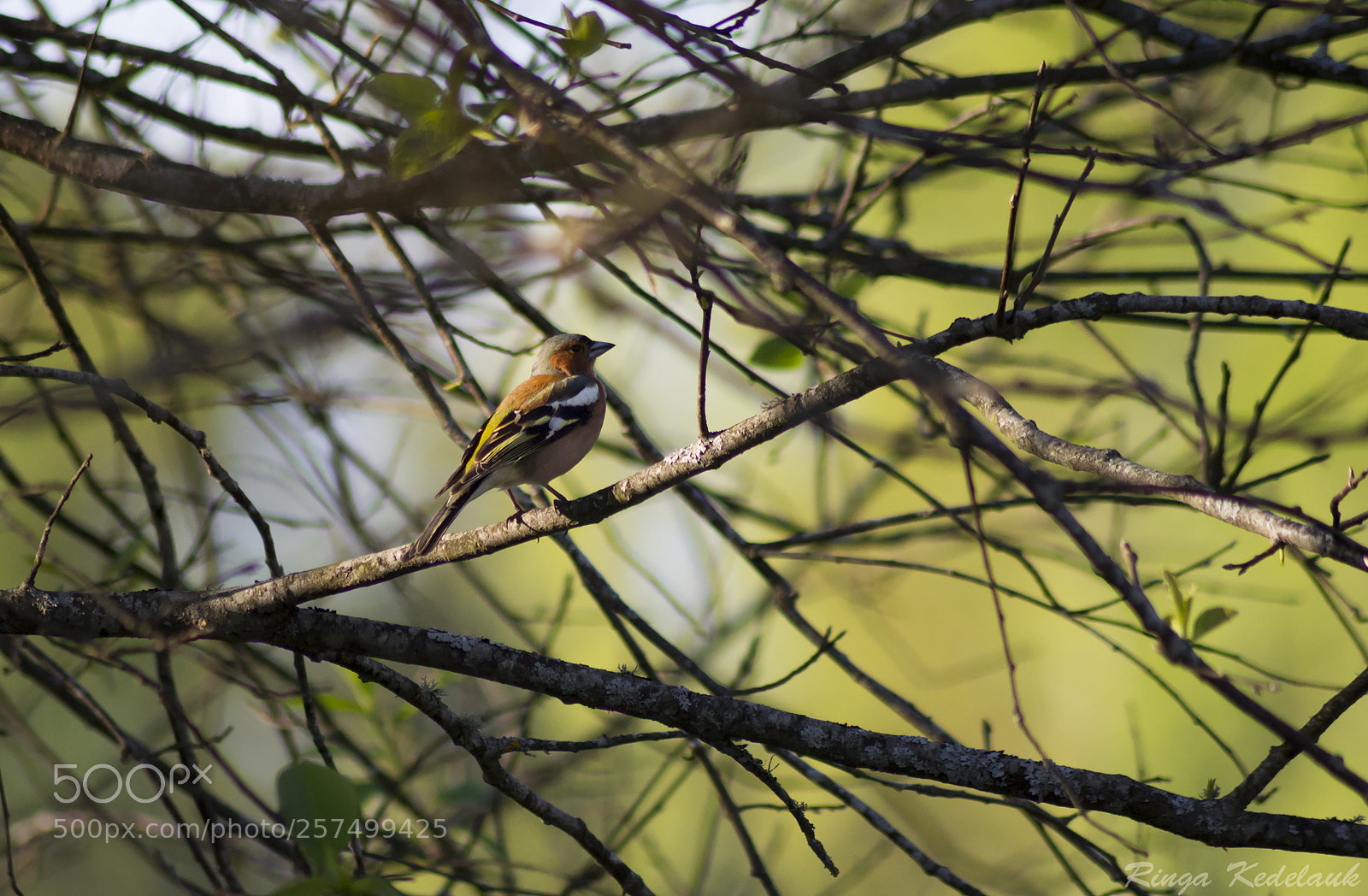 Nikon D3100 sample photo. Common chaffinch photography