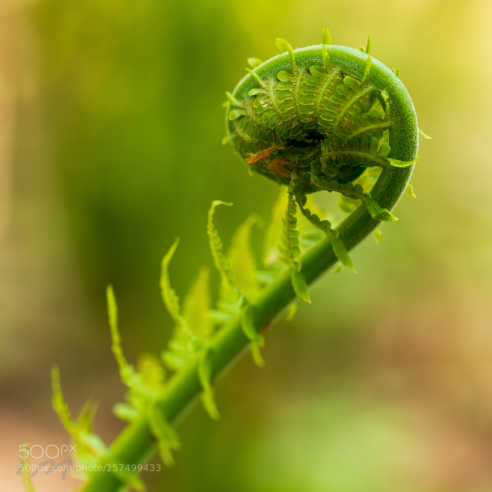 Nikon D610 sample photo. Fern emerging photography