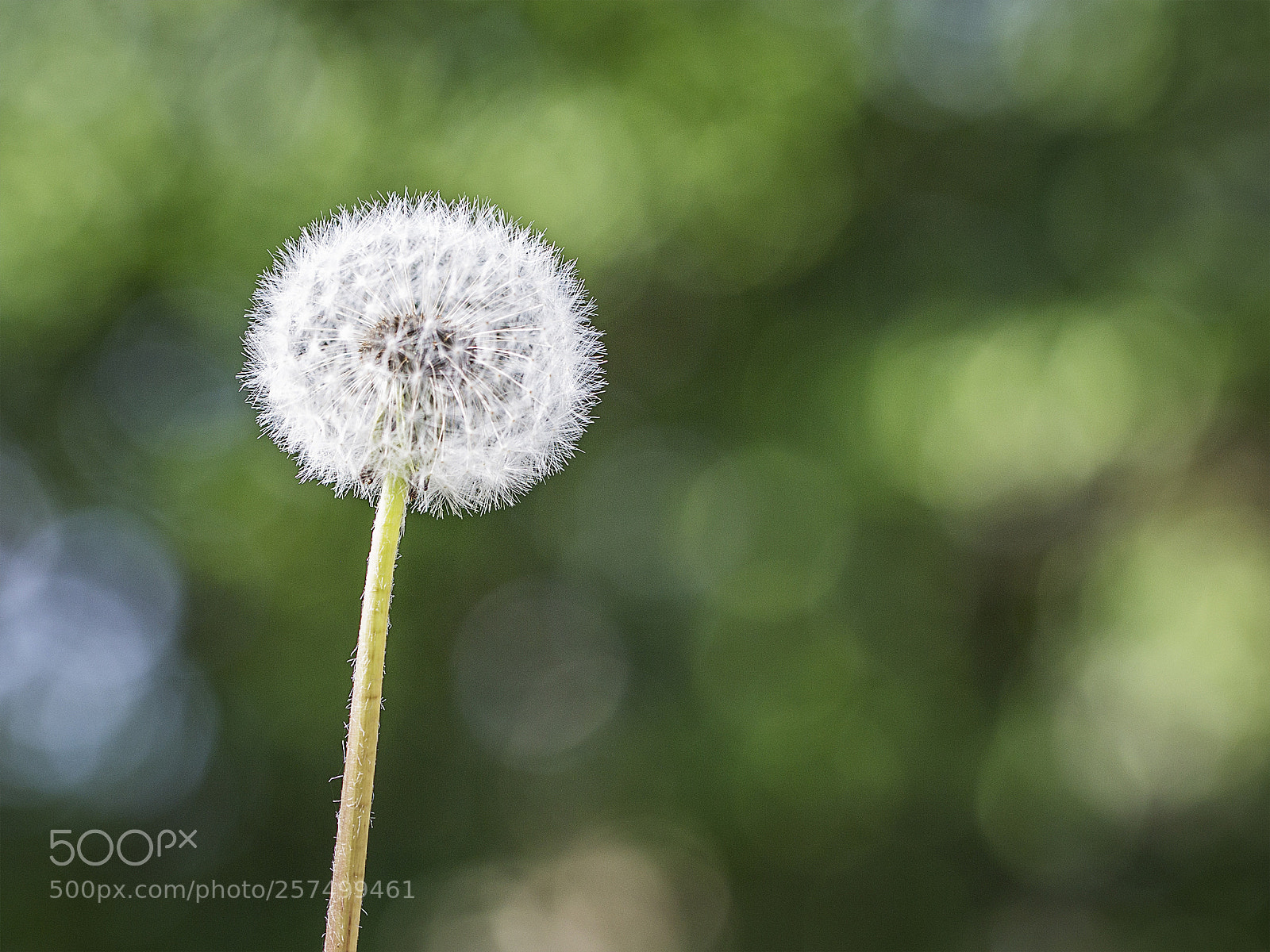 Canon EOS 6D sample photo. Dandelion photography