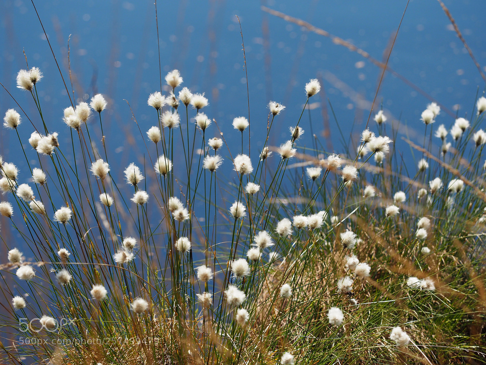 Olympus OM-D E-M5 II sample photo. Wollgrasblüte im pietzmoor photography