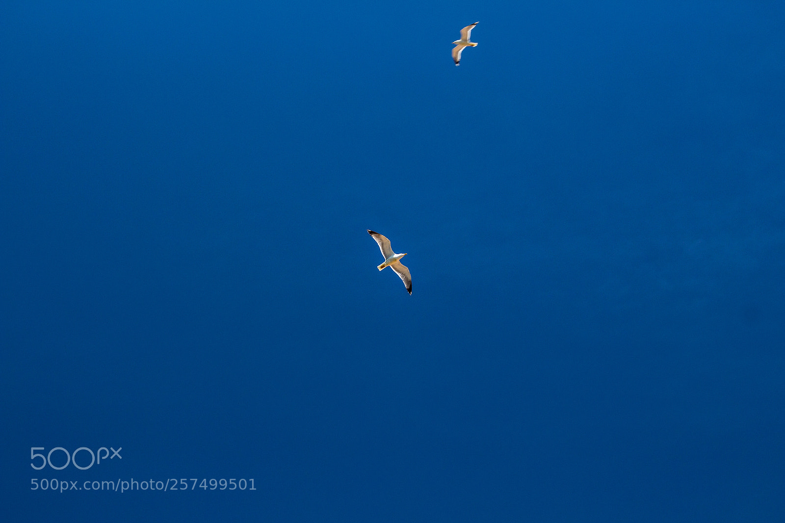 Canon EOS 700D (EOS Rebel T5i / EOS Kiss X7i) sample photo. Seagulls flying in the photography