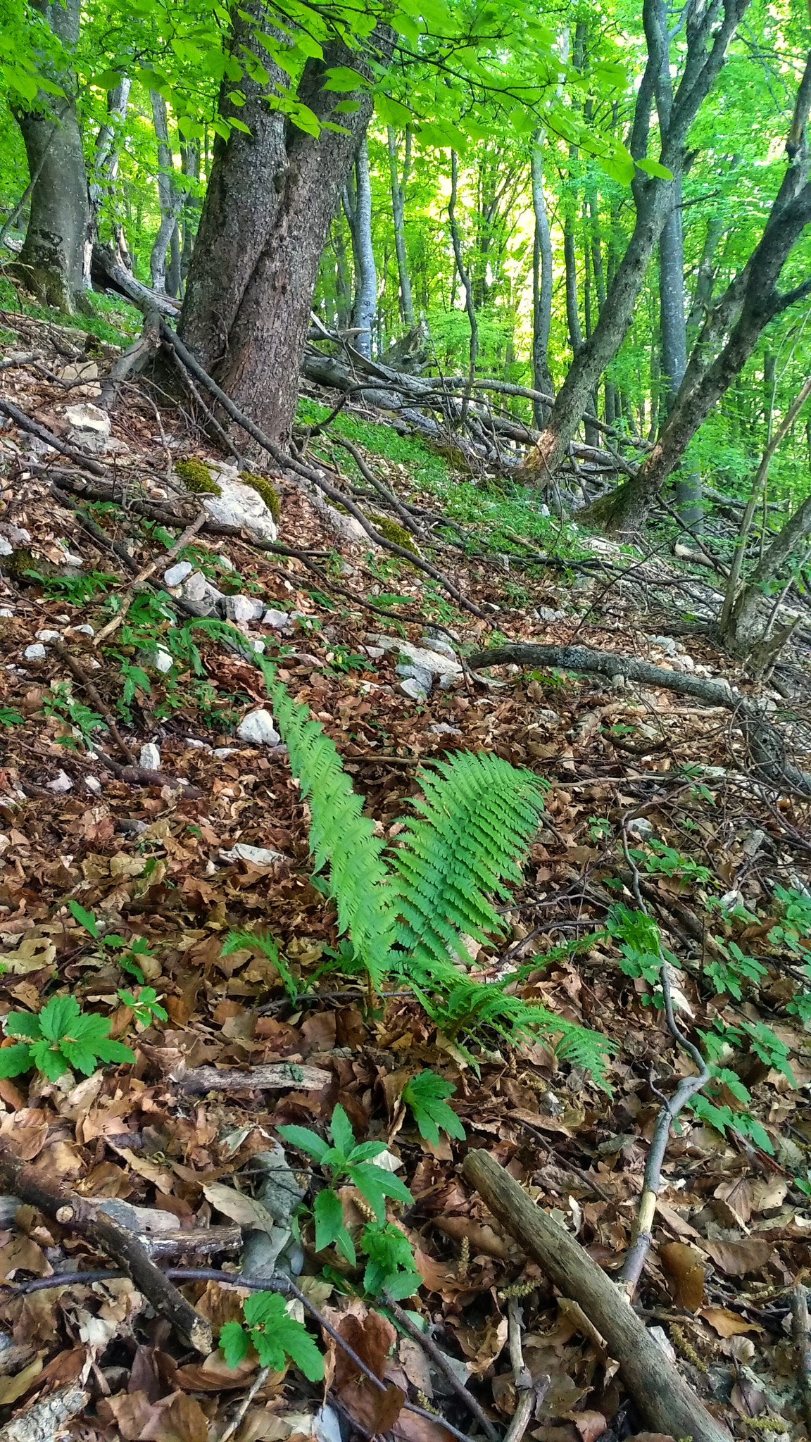 Xiaomi MI MAX 2 sample photo. Fern. glacial relic. photography