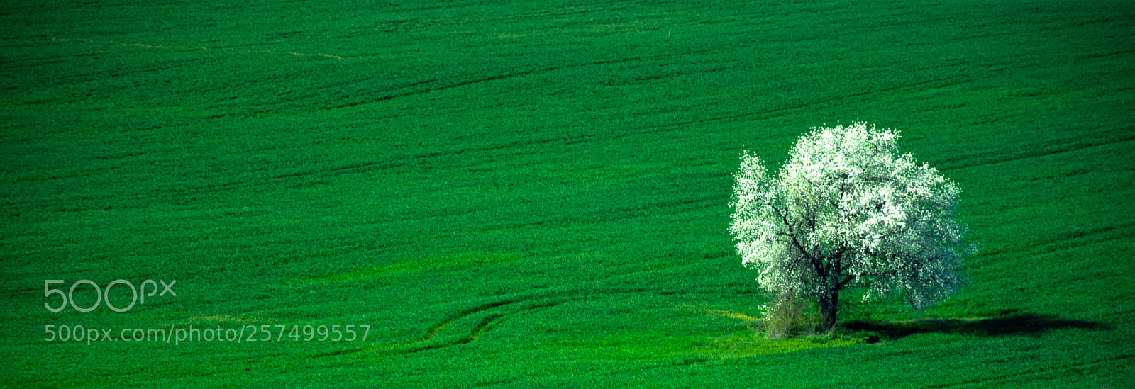 Nikon D7200 sample photo. Whiteness in the green photography
