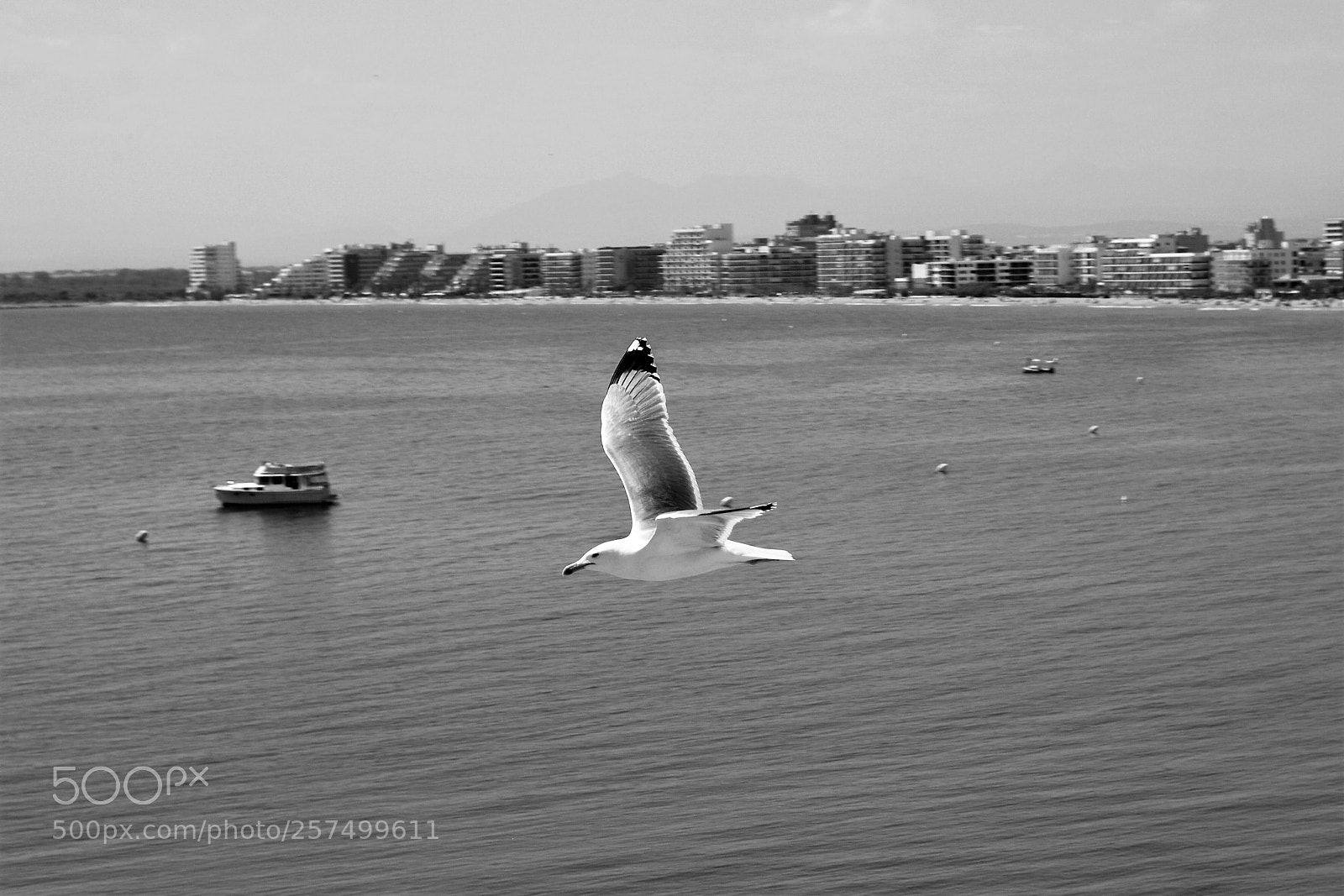 Leica M (Typ 240) sample photo. Seagull photography