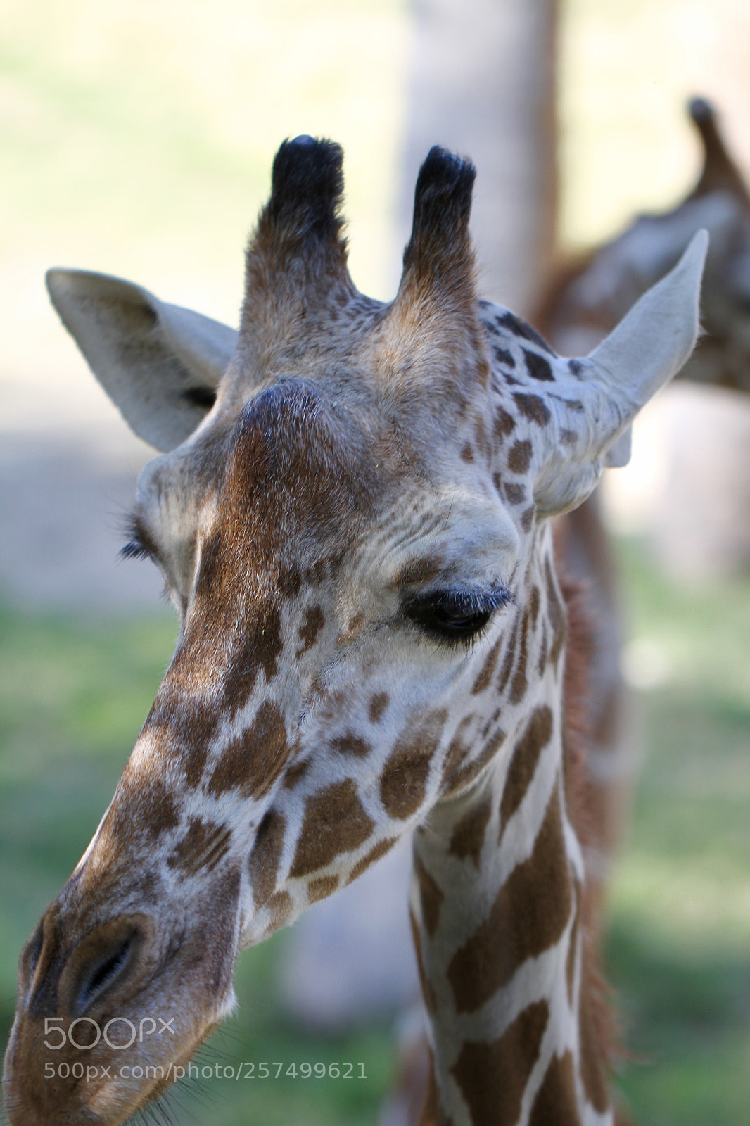 Canon EOS 7D sample photo. Why the long face? photography