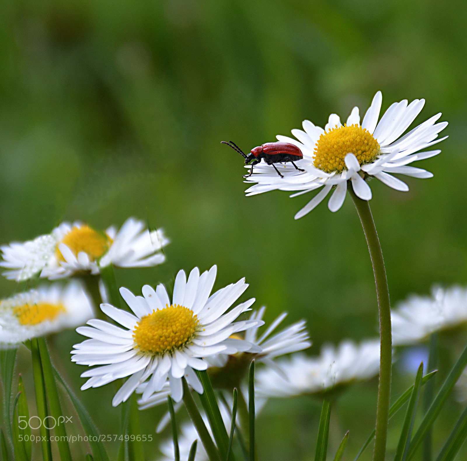 Nikon D5200 sample photo. Red bug photography