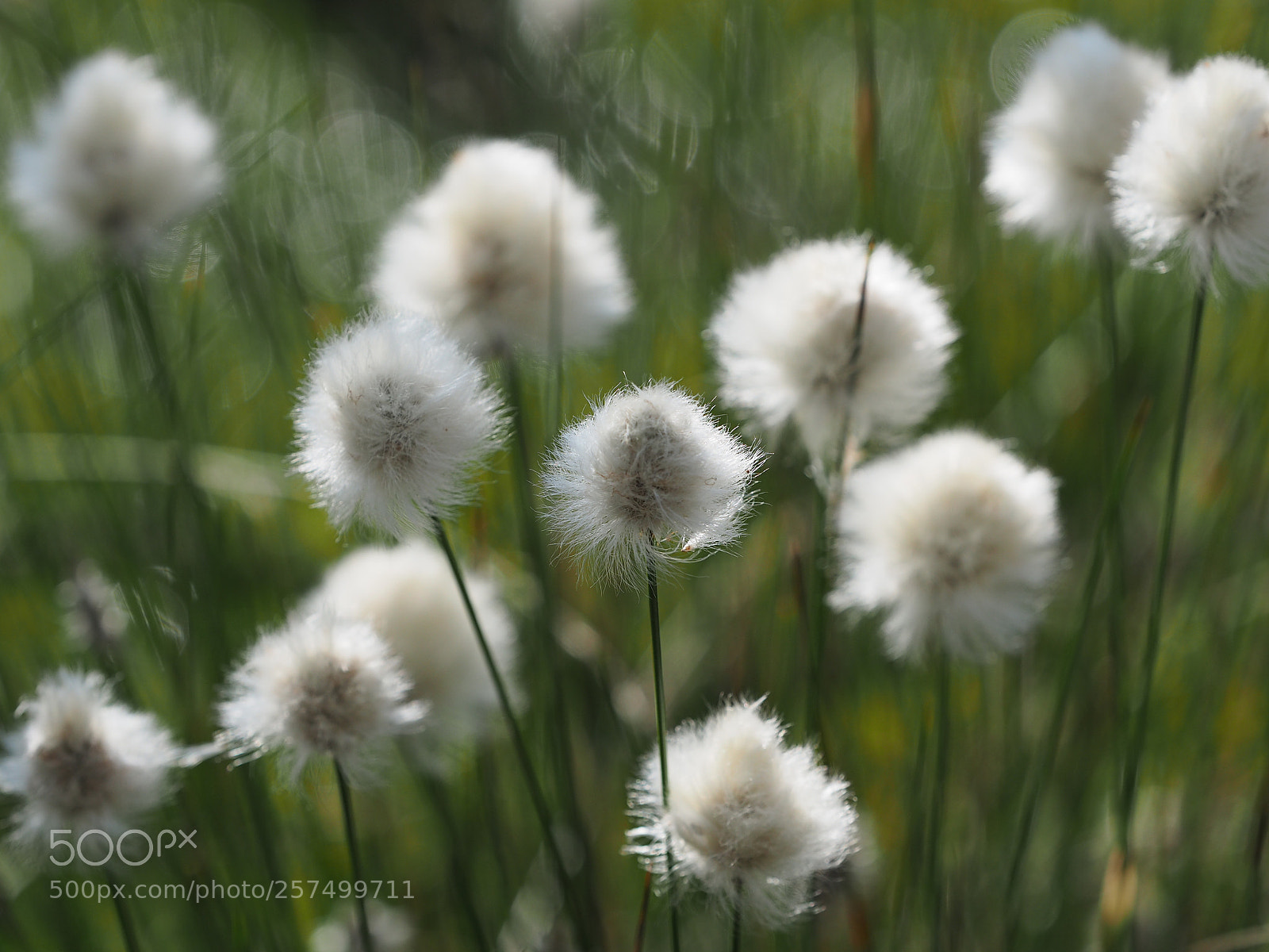 Olympus OM-D E-M5 II sample photo. Wollgrasblüte photography