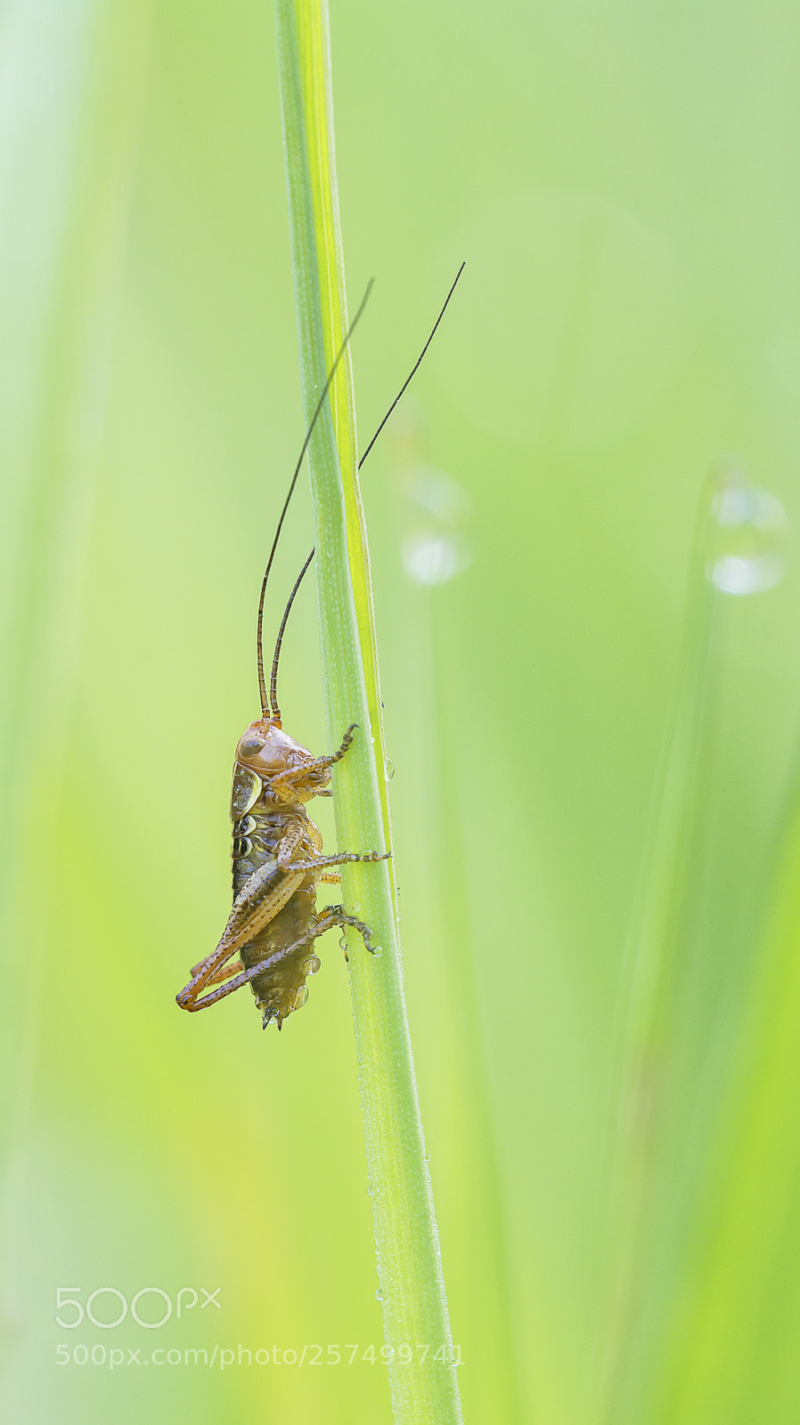 Nikon D7100 sample photo. You are being watched photography
