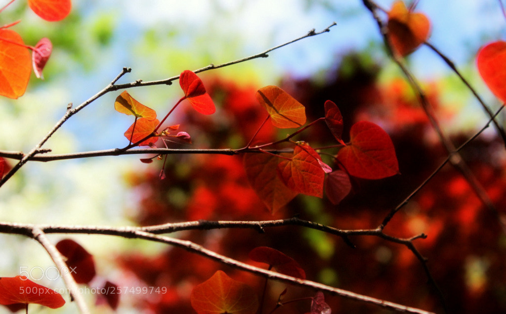Canon EOS 1200D (EOS Rebel T5 / EOS Kiss X70 / EOS Hi) sample photo. Rising sun redbud photography