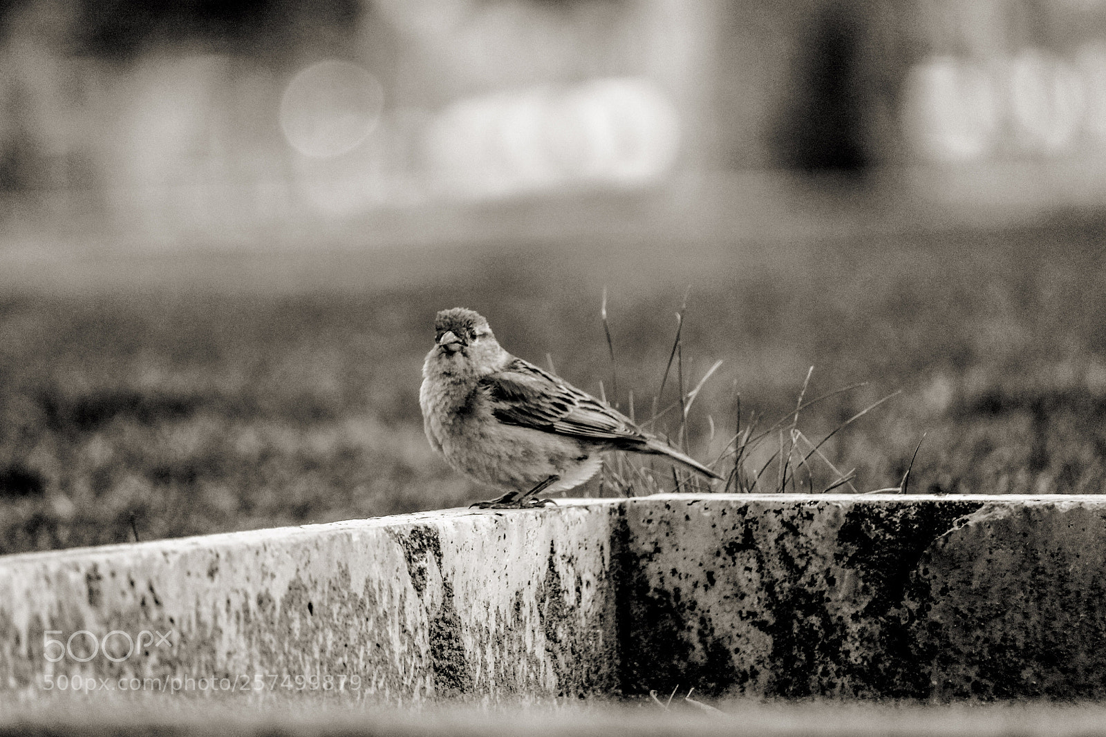 Canon EOS 700D (EOS Rebel T5i / EOS Kiss X7i) sample photo. A little part of photography