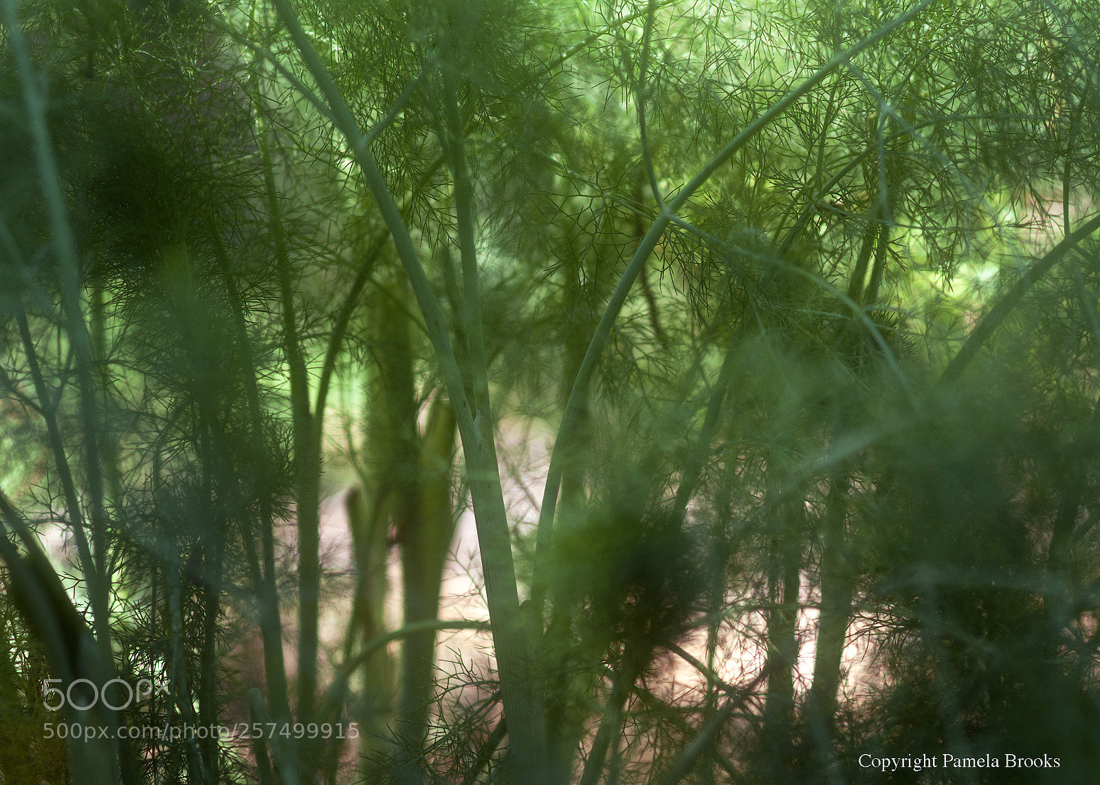 Nikon D90 sample photo. Fennel forest photography
