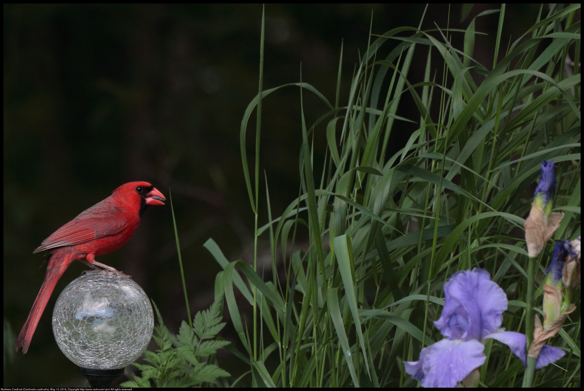 Canon EF 70-300 F4-5.6 IS II USM sample photo. Cardinal sitting on orb photography