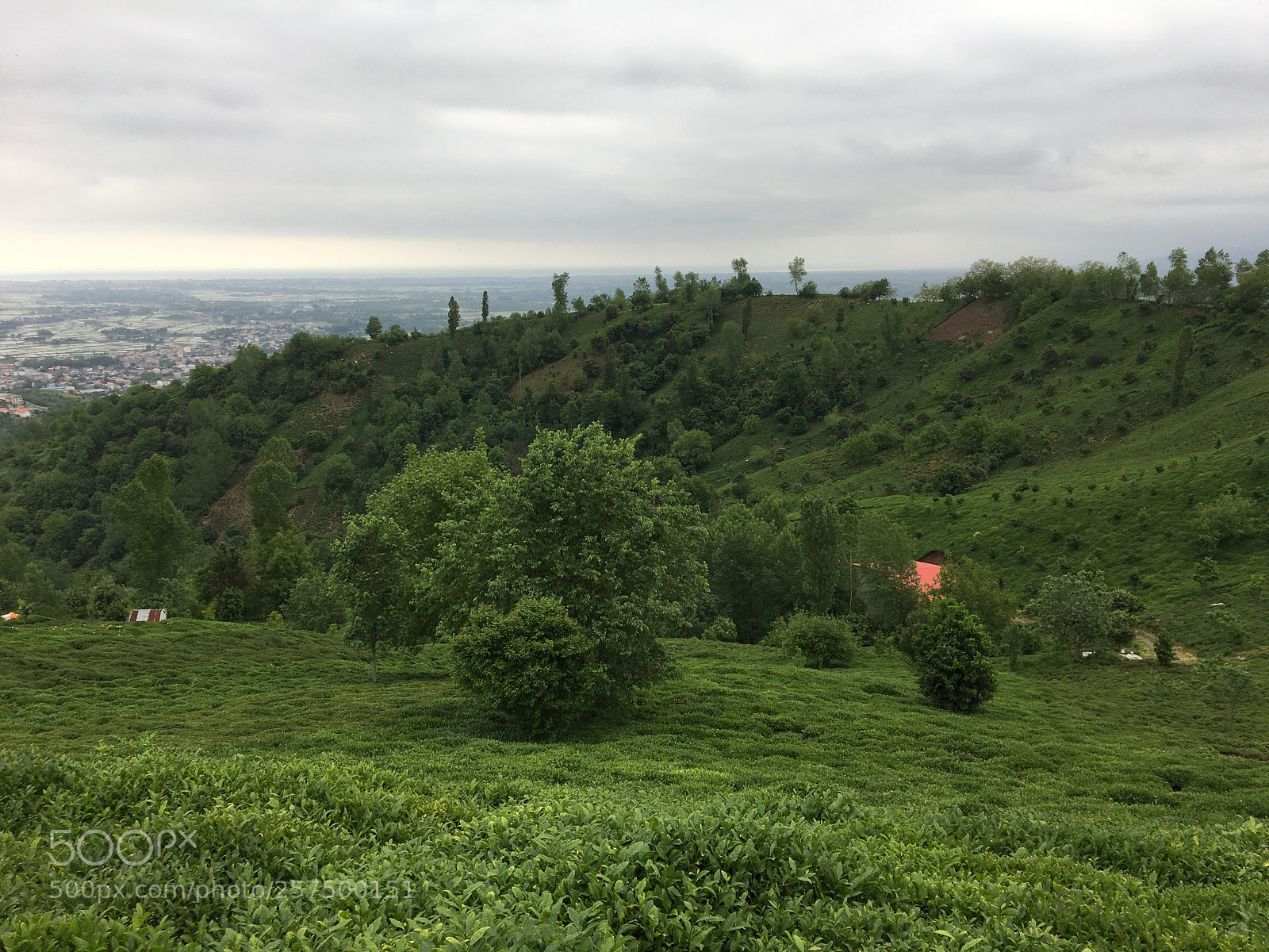 Apple iPhone 6s sample photo. Tea farm, amlash, iran  photography