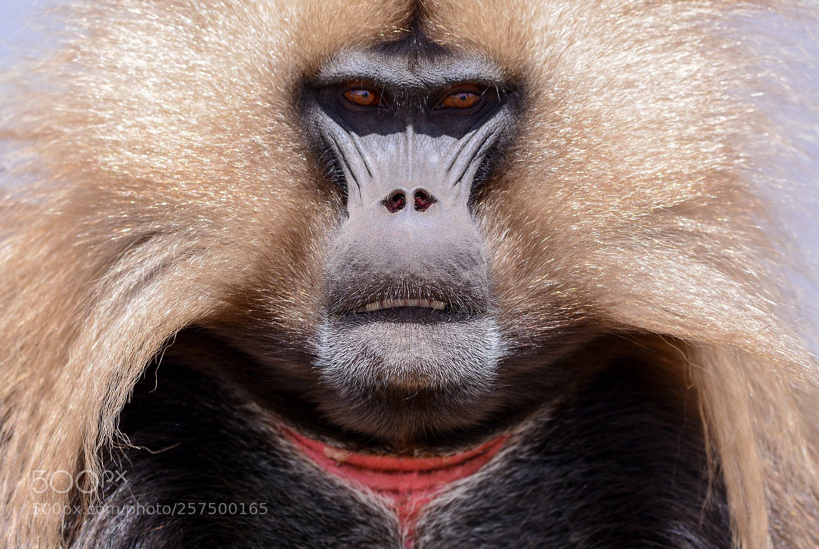 Nikon D7100 sample photo. Portrait gelada monkey photography