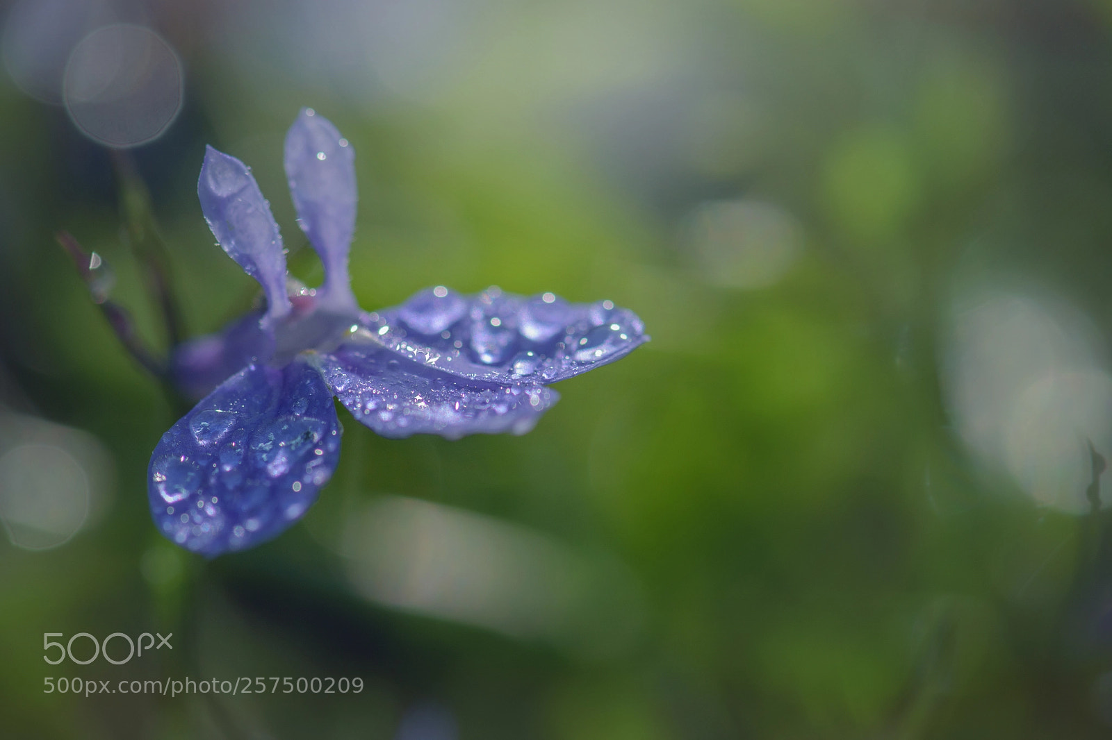 Nikon D5500 sample photo. Lobelia photography
