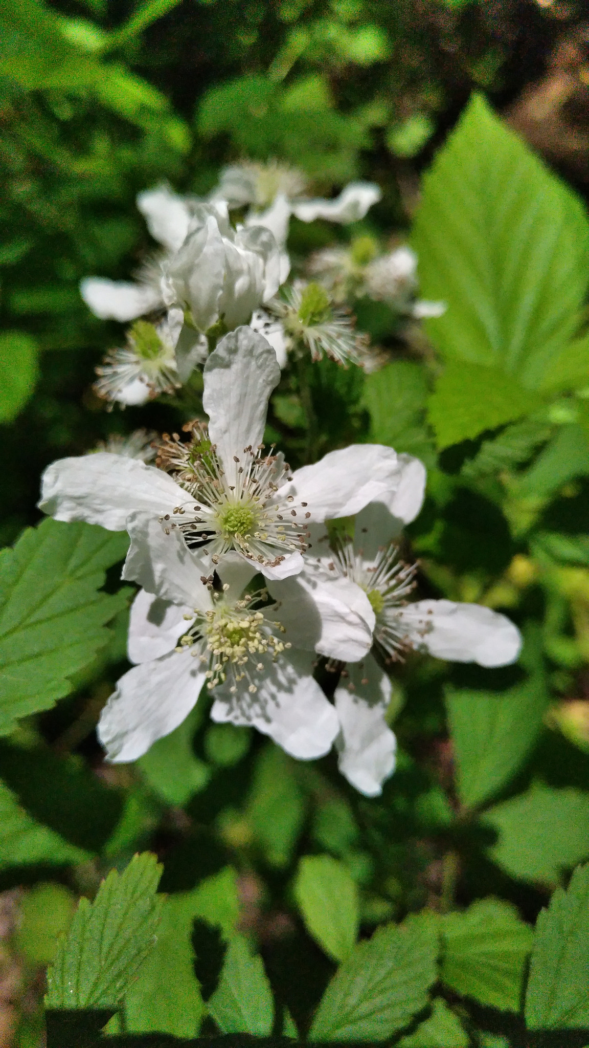 nubia Z11 MINI sample photo