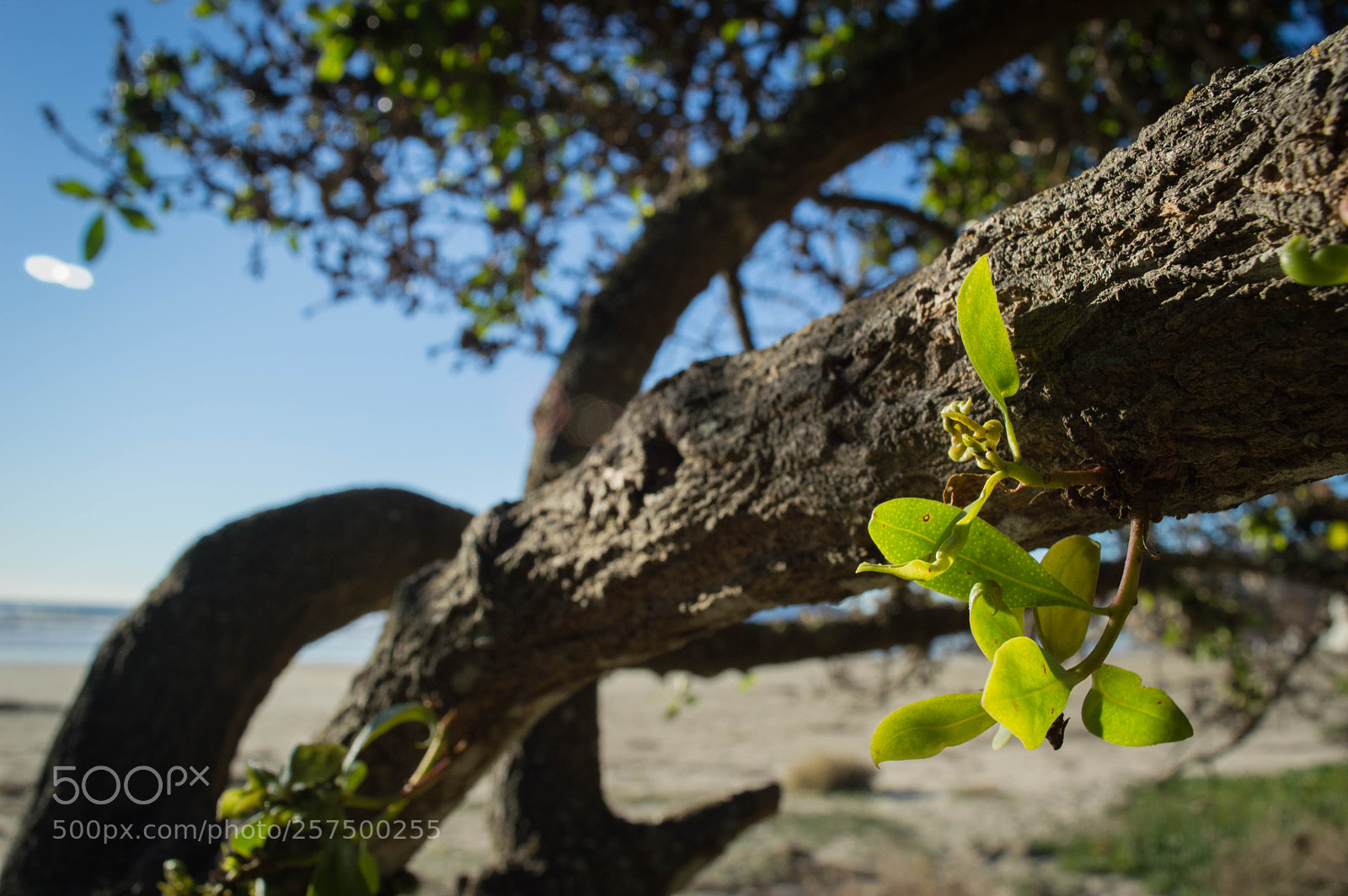 Nikon D3200 sample photo. Blooming life photography