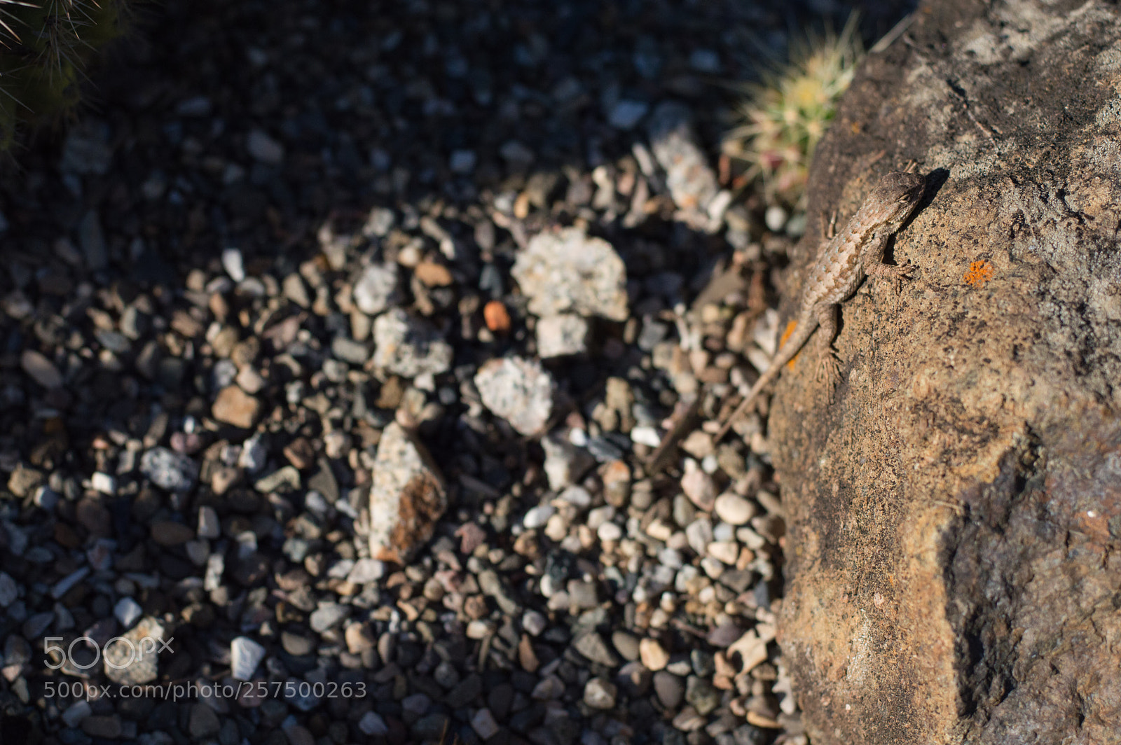 Nikon D3200 sample photo. Tiny lizard photography