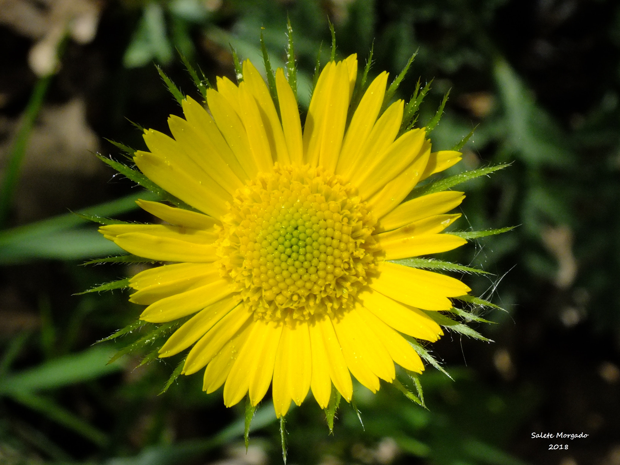 Fujifilm FinePix HS30EXR sample photo. Wildflower photography