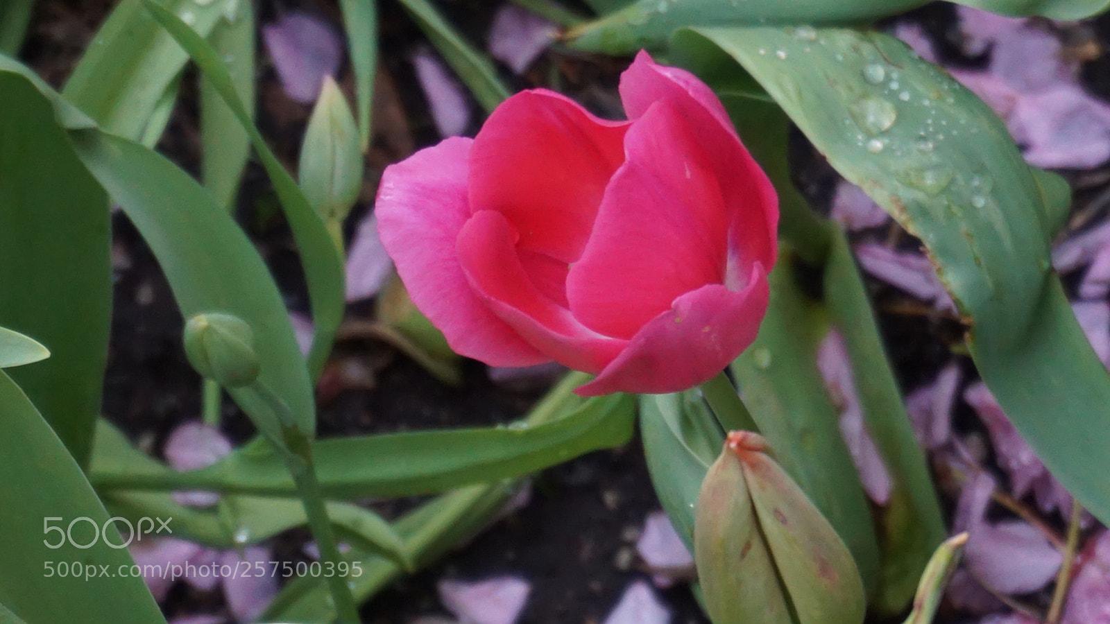 Sony a6000 sample photo. Flowers photography
