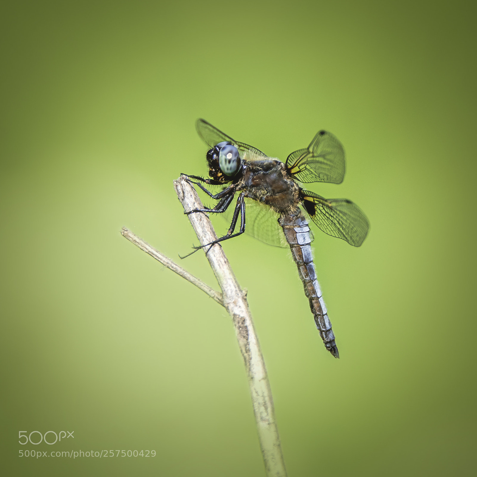 Nikon D810 sample photo. Dragonfly photography