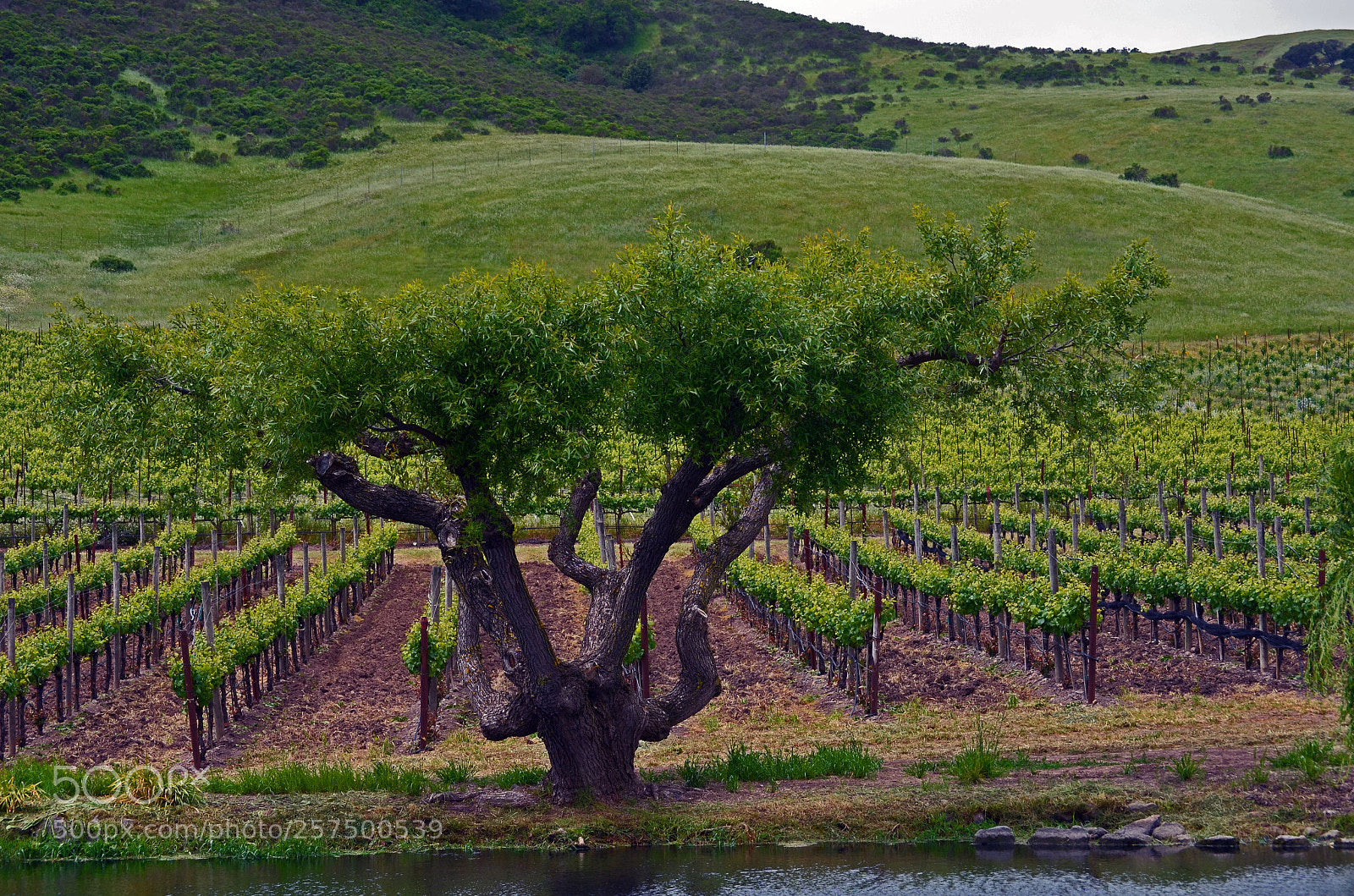 Nikon D5100 sample photo. Tree and vines photography