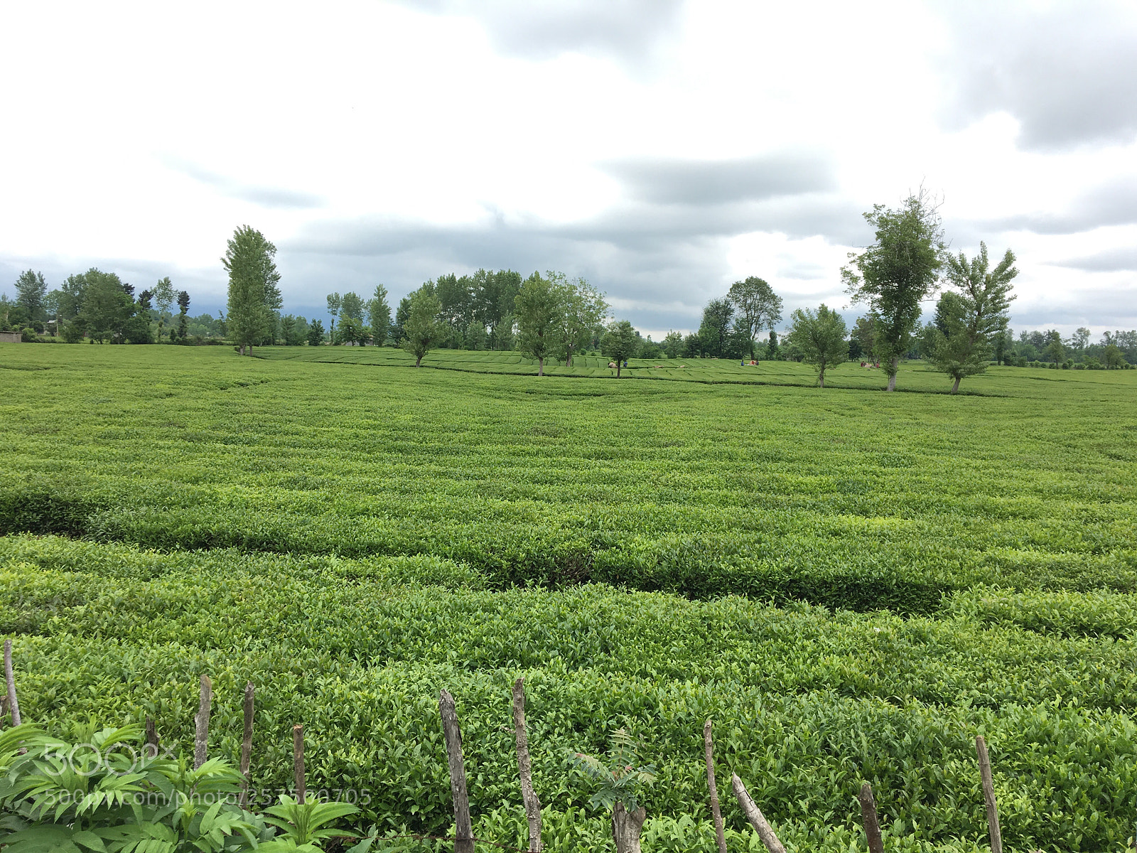Apple iPhone 6s sample photo. Tea farm, masouleh, iran photography