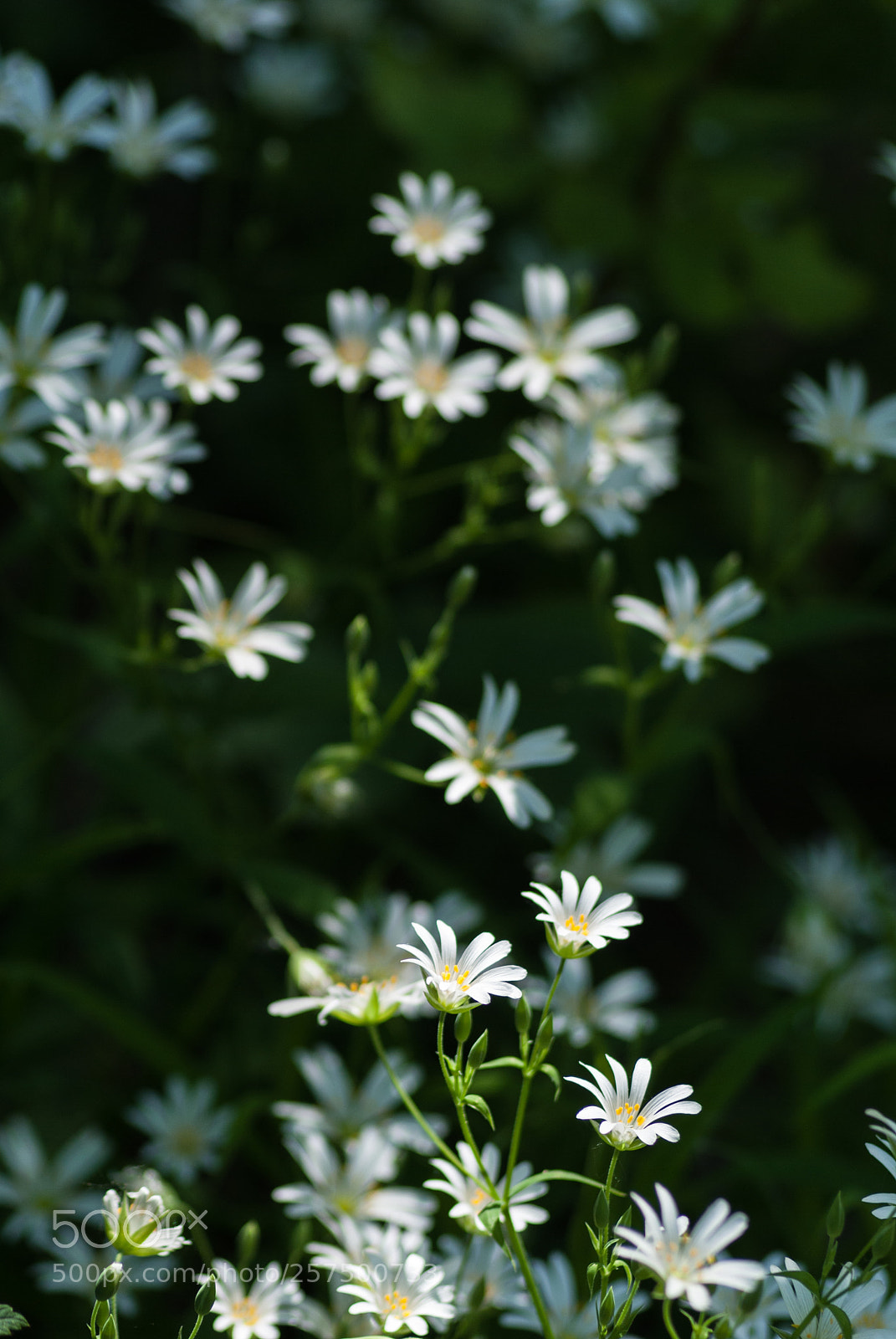 Nikon D3000 sample photo. Untitled photography