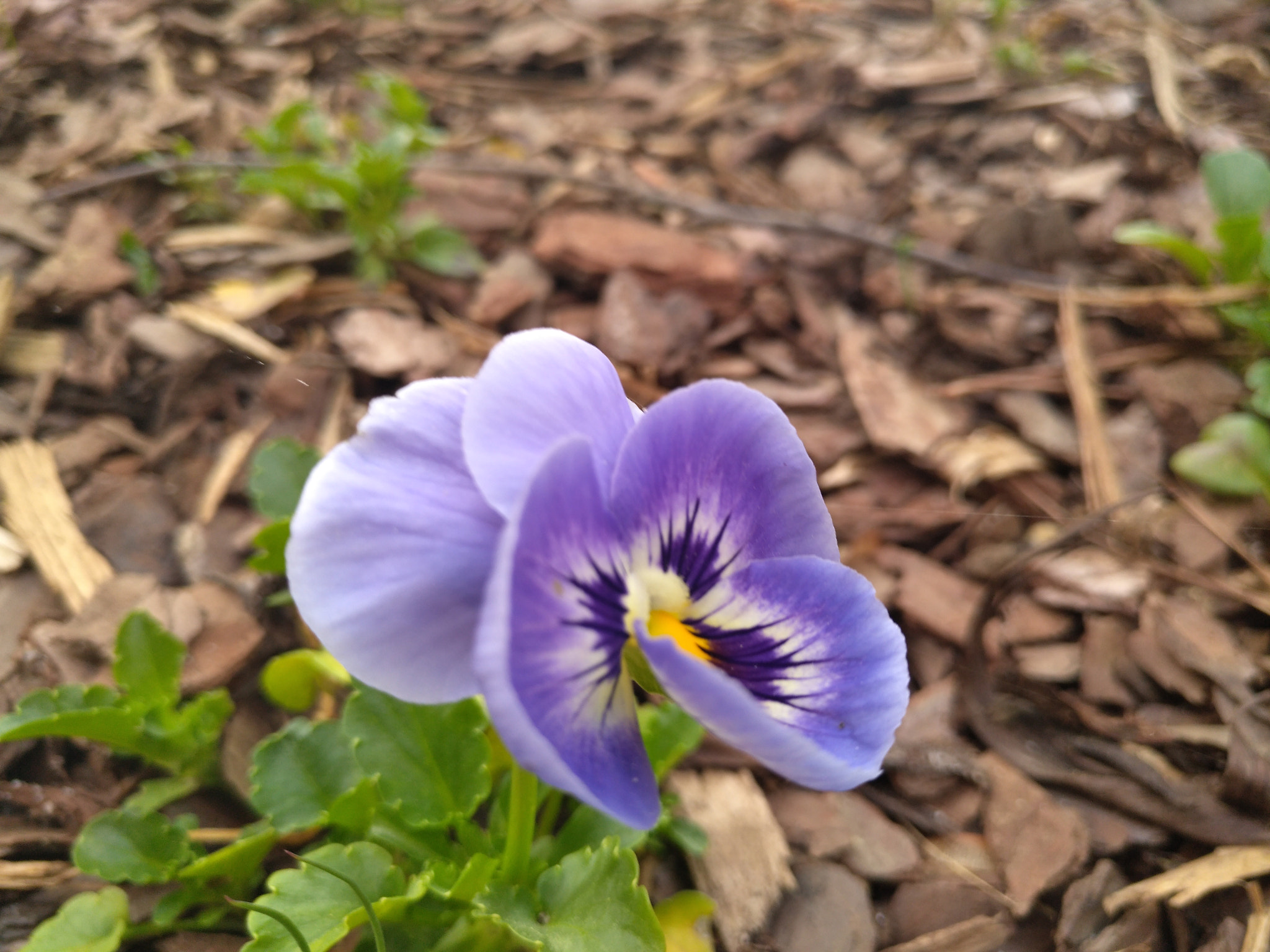 nubia Z11 MINI sample photo