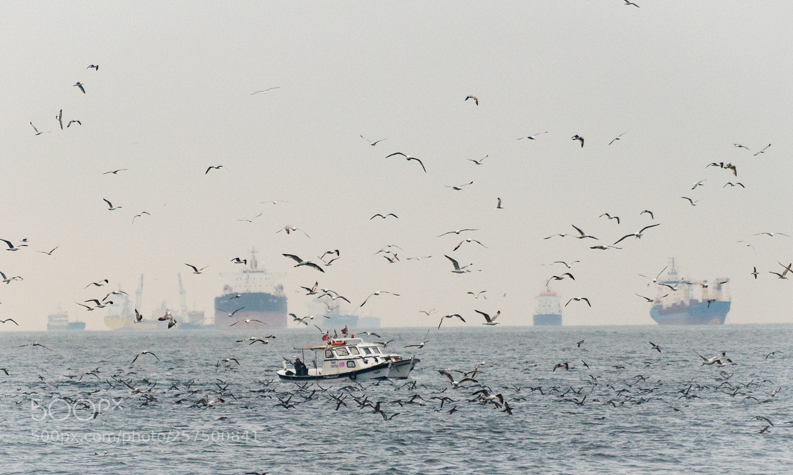 Sony a7R III sample photo. Boat gulls photography
