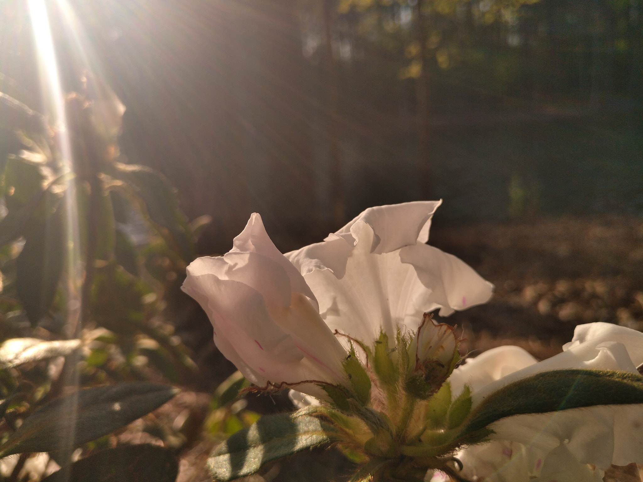 nubia Z11 MINI sample photo
