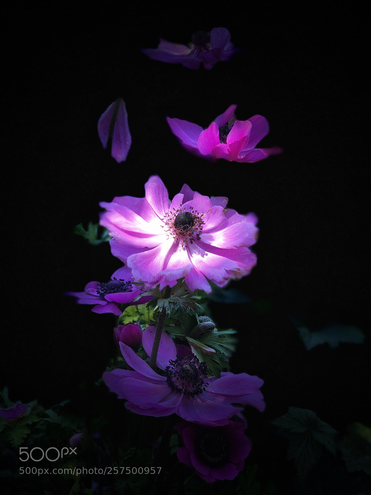 Apple iPhone X sample photo. F l o a photography