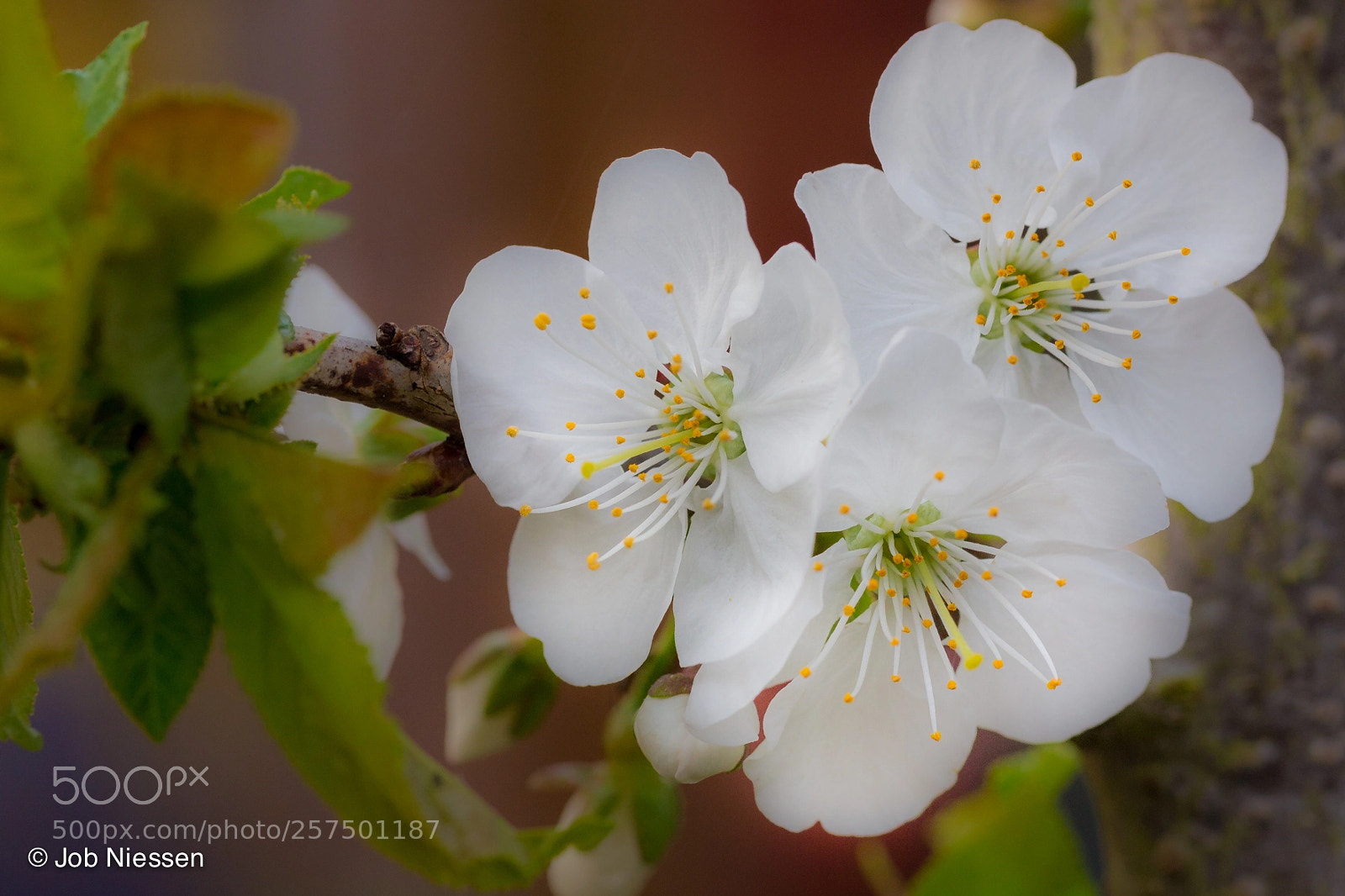 Canon EOS 6D sample photo. White blossom photography