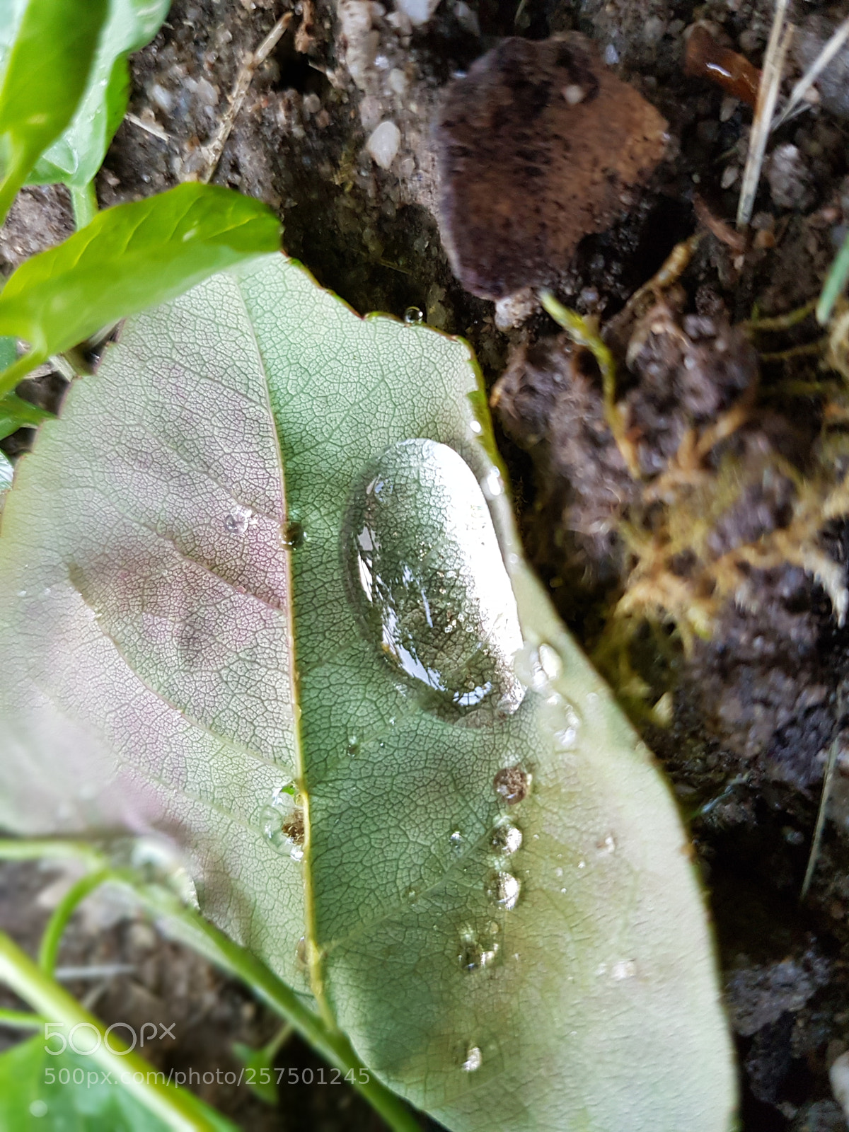 Samsung Galaxy S7 Edge sample photo. Untitled photography