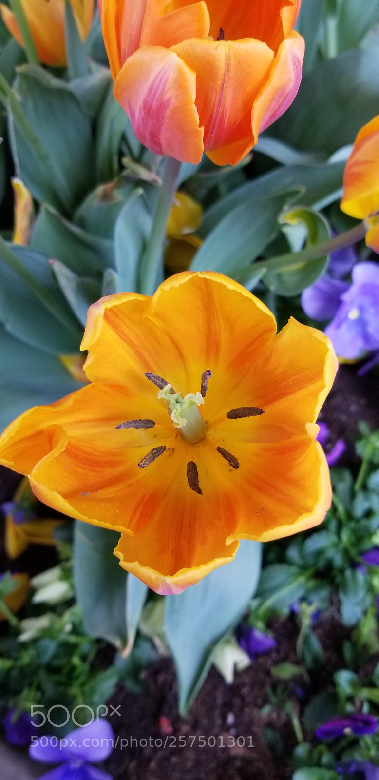 Samsung Galaxy S8 sample photo. Yellow... photography