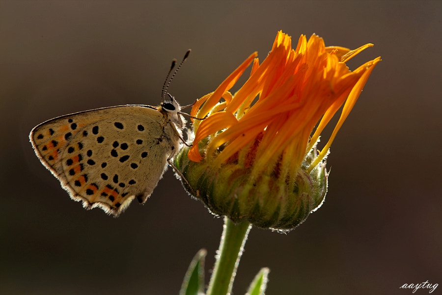 Canon EF 100mm F2.8 Macro USM sample photo. .. photography